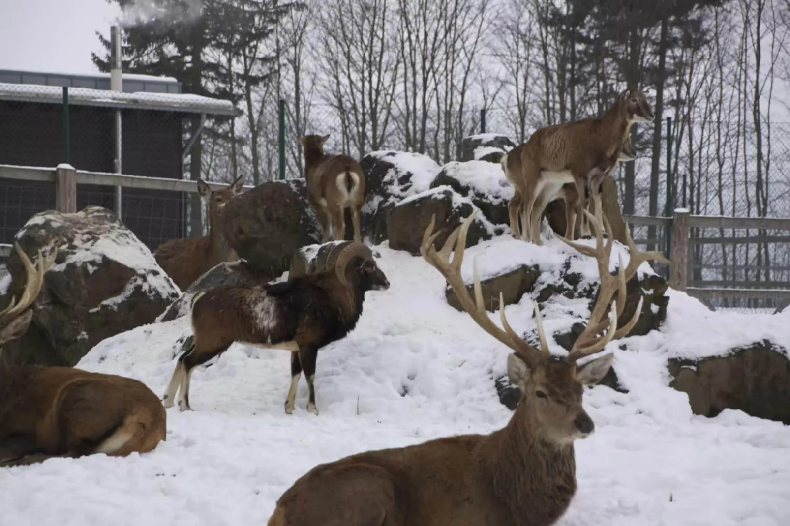Hotel Harzhaus - Ferienhaus 2 - Gebied winter 1km