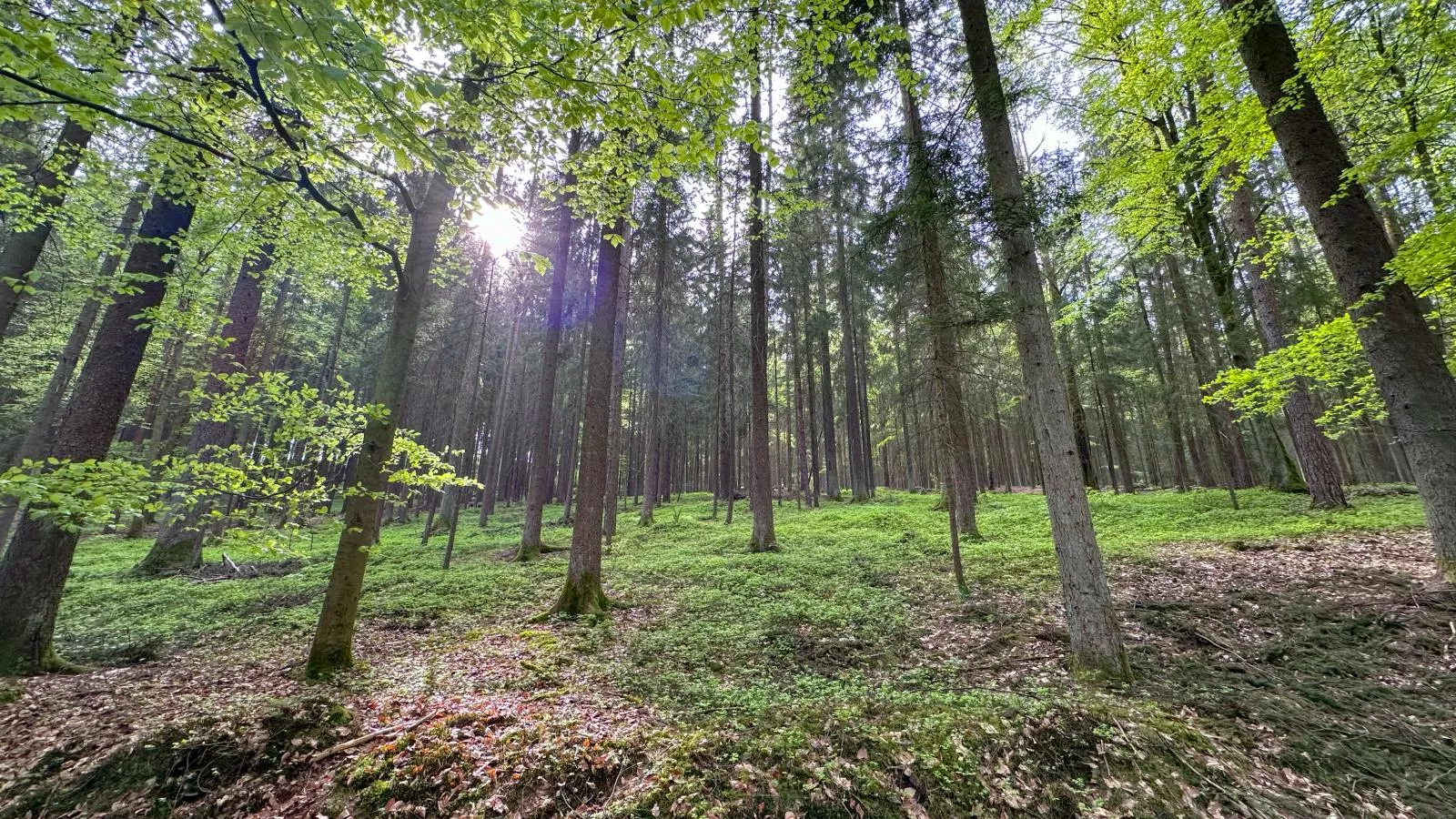 Feriendorf Seeblick - Tiny Chalet Nr 5 - Gebieden zomer 5km