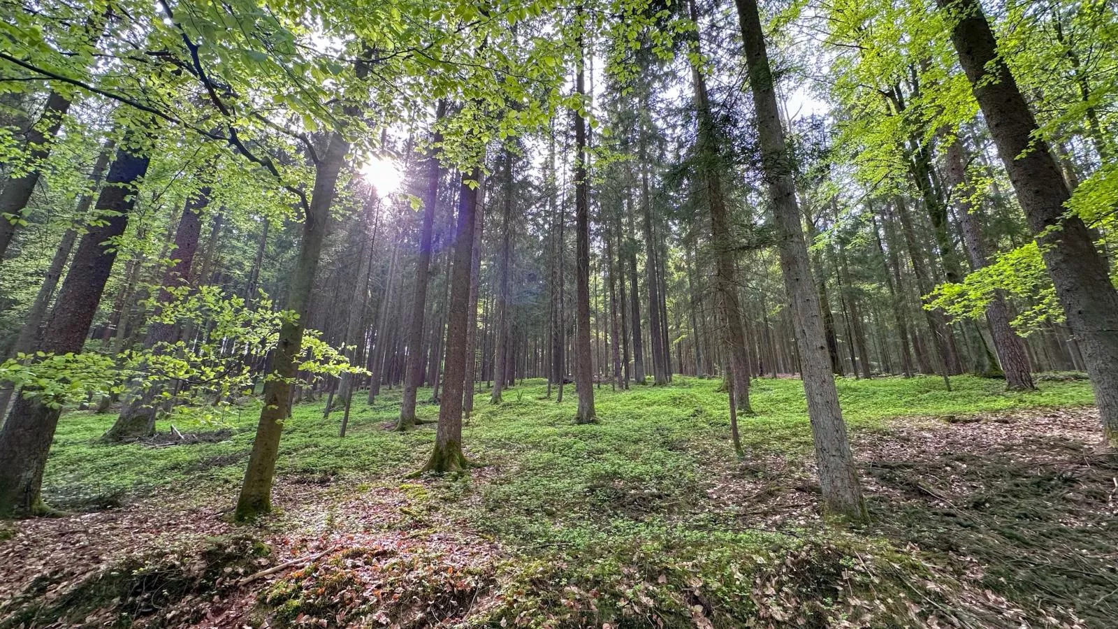 Feriendorf Seeblick - Tiny Chalet Nr 9 - Gebieden zomer 20km