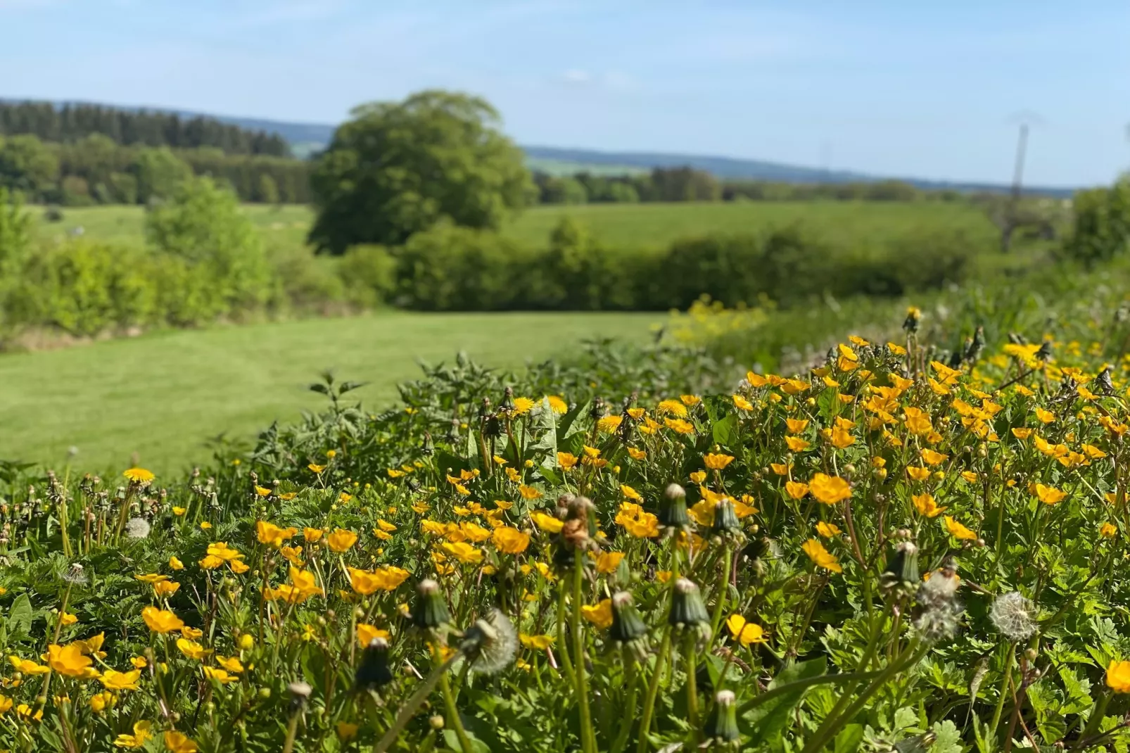 Le souffle des sapins - Uitzicht zomer