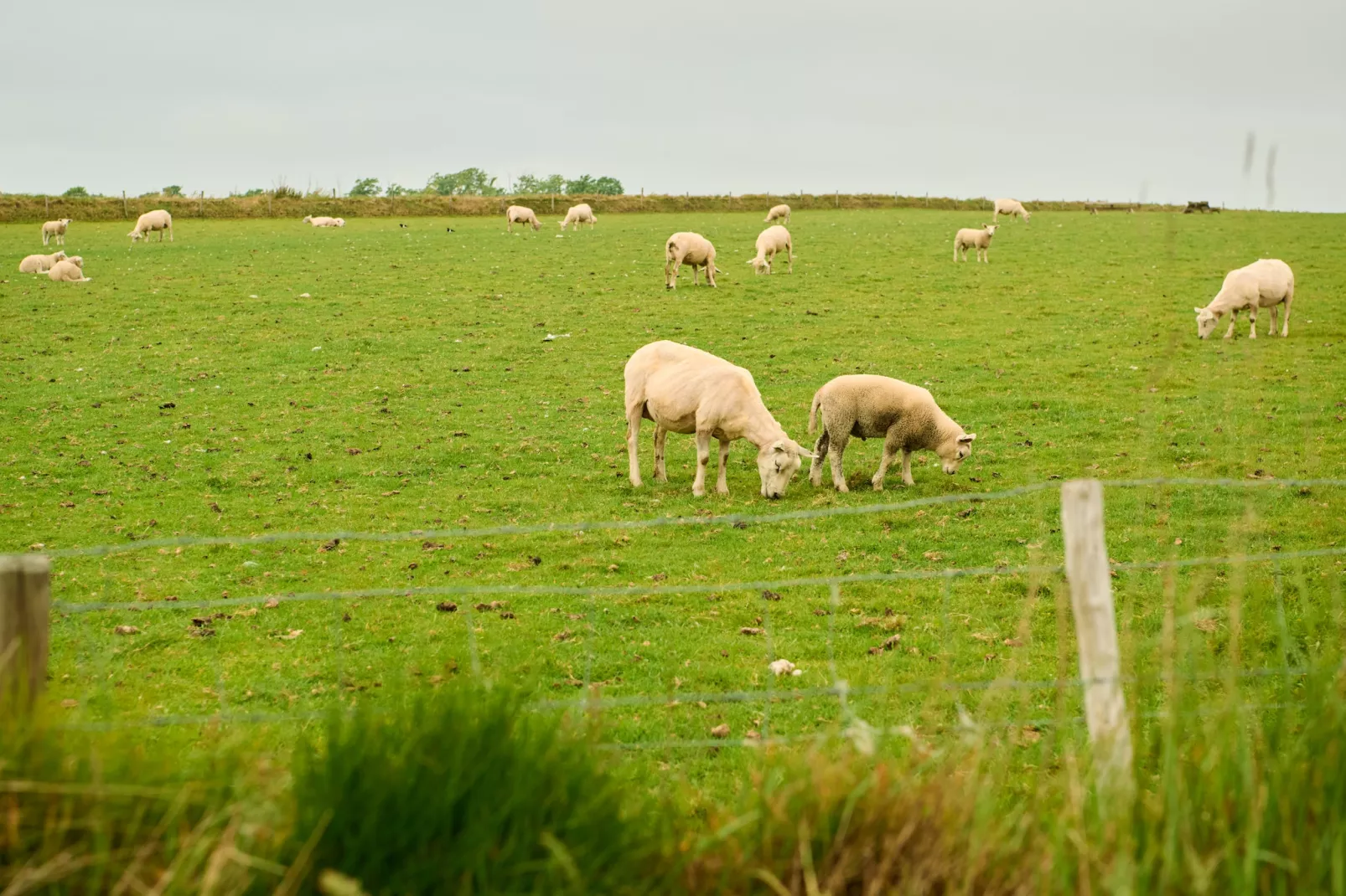 Droomsuites Texel - 6 persoons apartement - Tuinen zomer