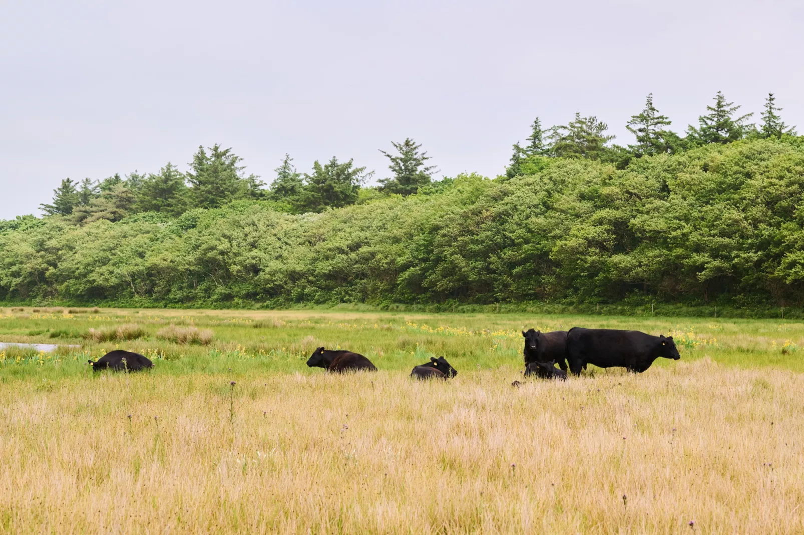 Droomsuites Texel - 6 persoons apartement - Gebieden zomer 1km