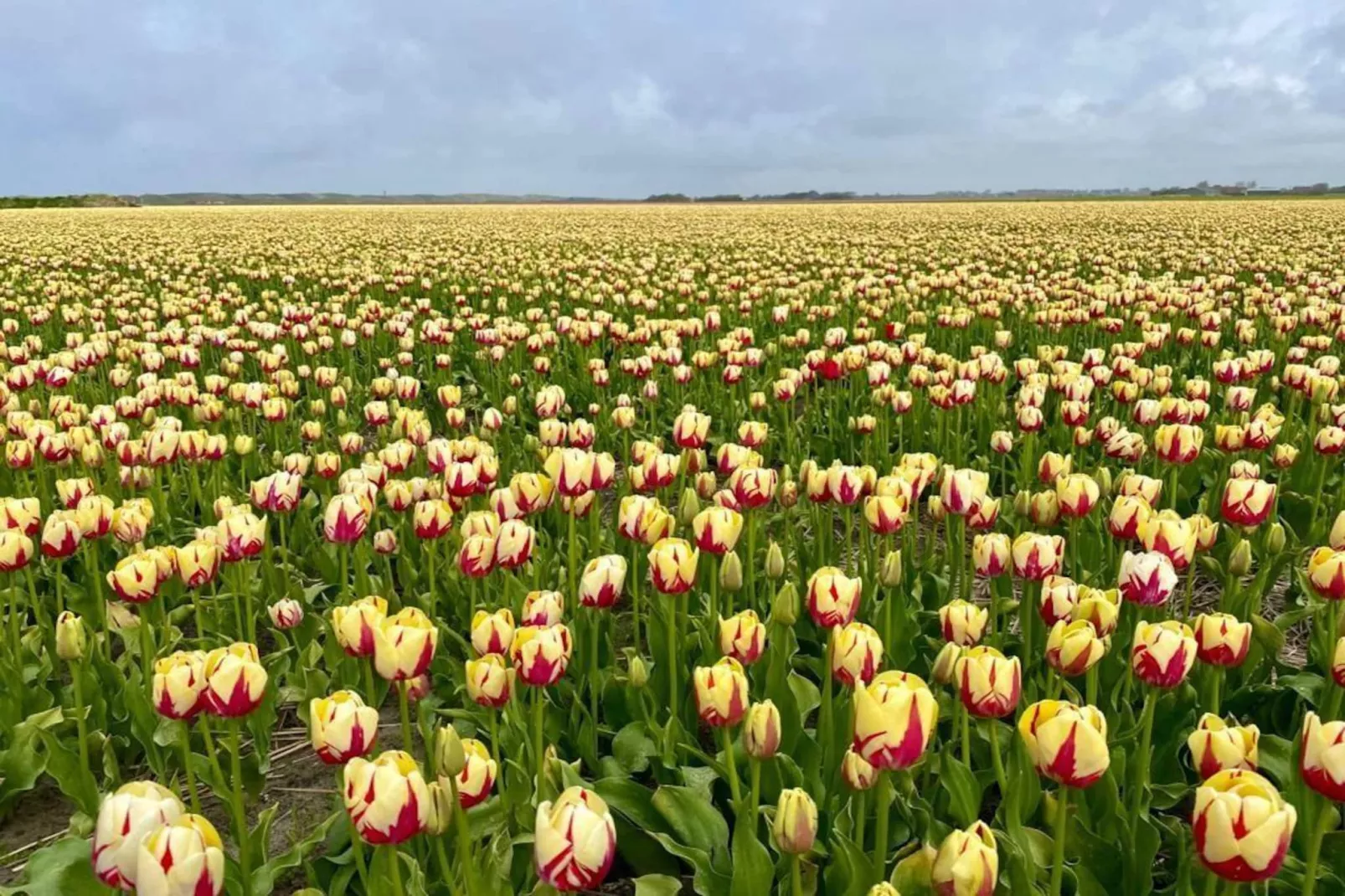 De Molen van Egmond - Niet-getagd