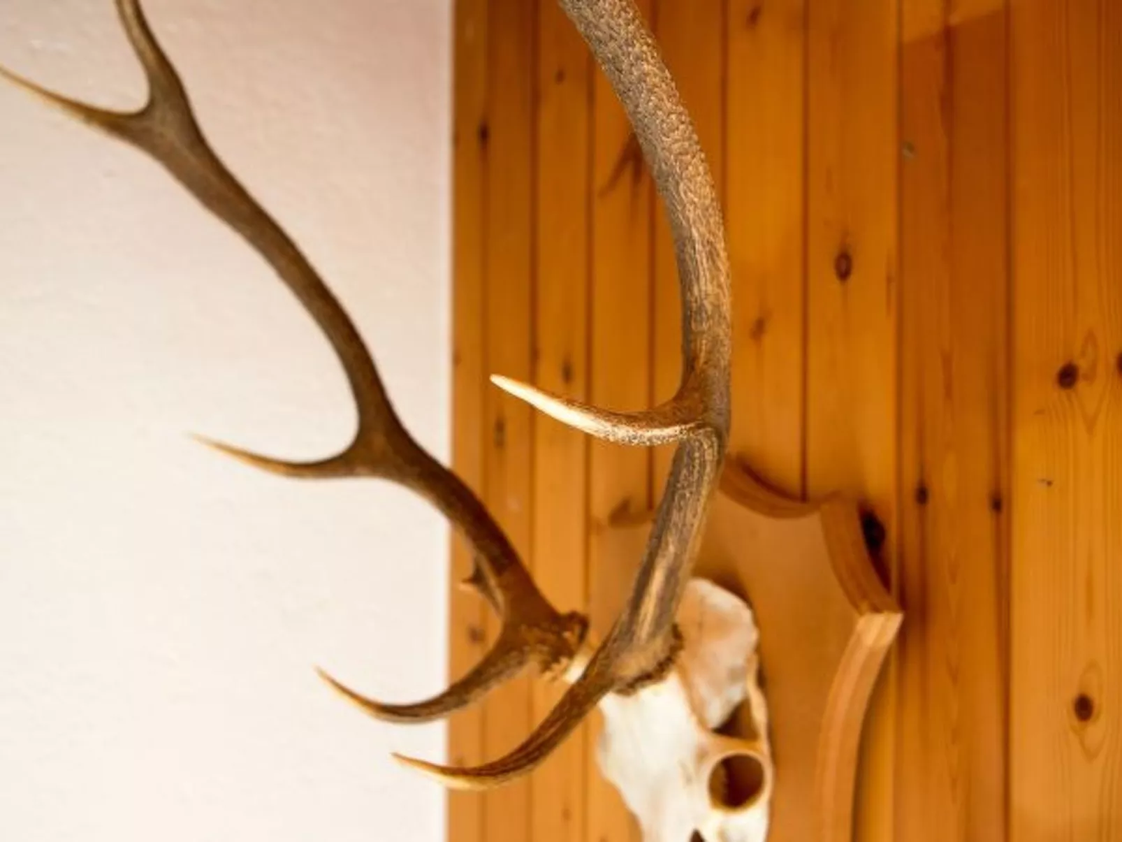 Haus Schmitten - Davos - Binnen