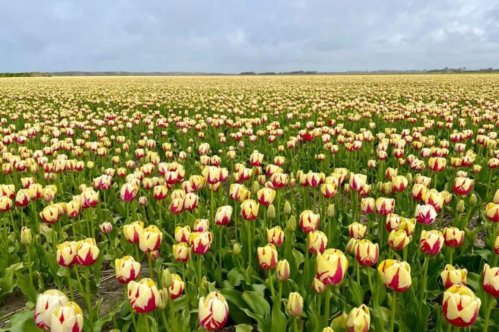 Dromen in de duinen - 51 - Gebieden zomer 5km