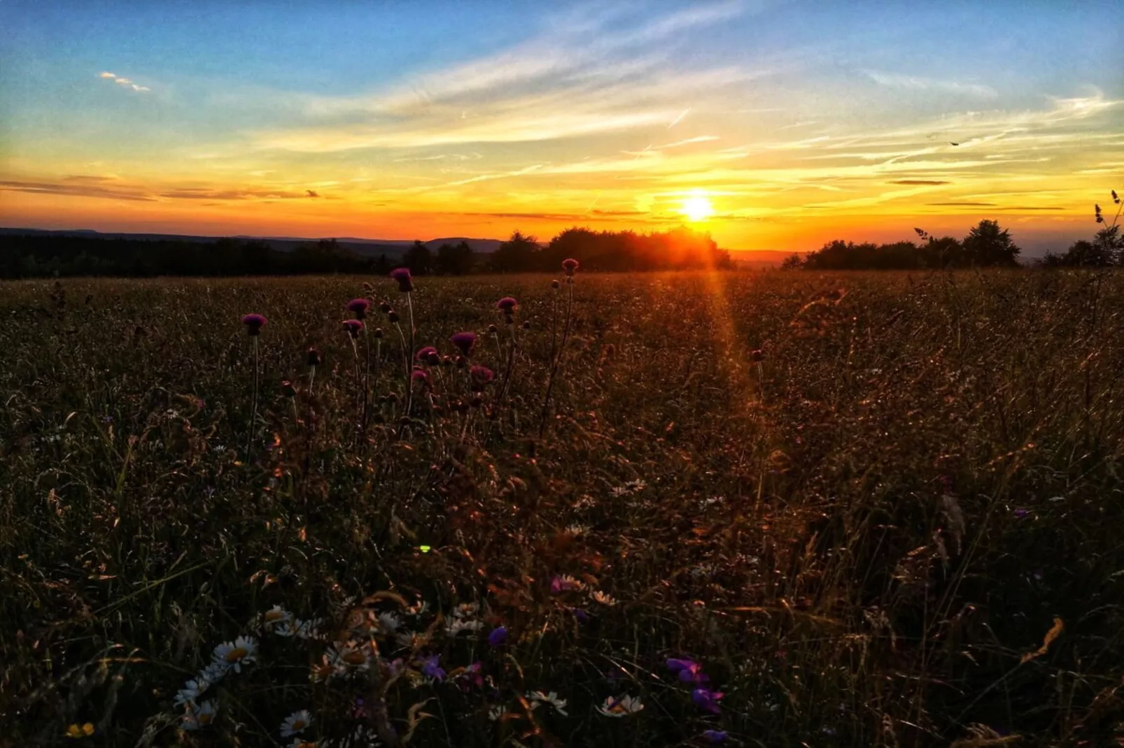 311181 - Gebieden zomer 1km