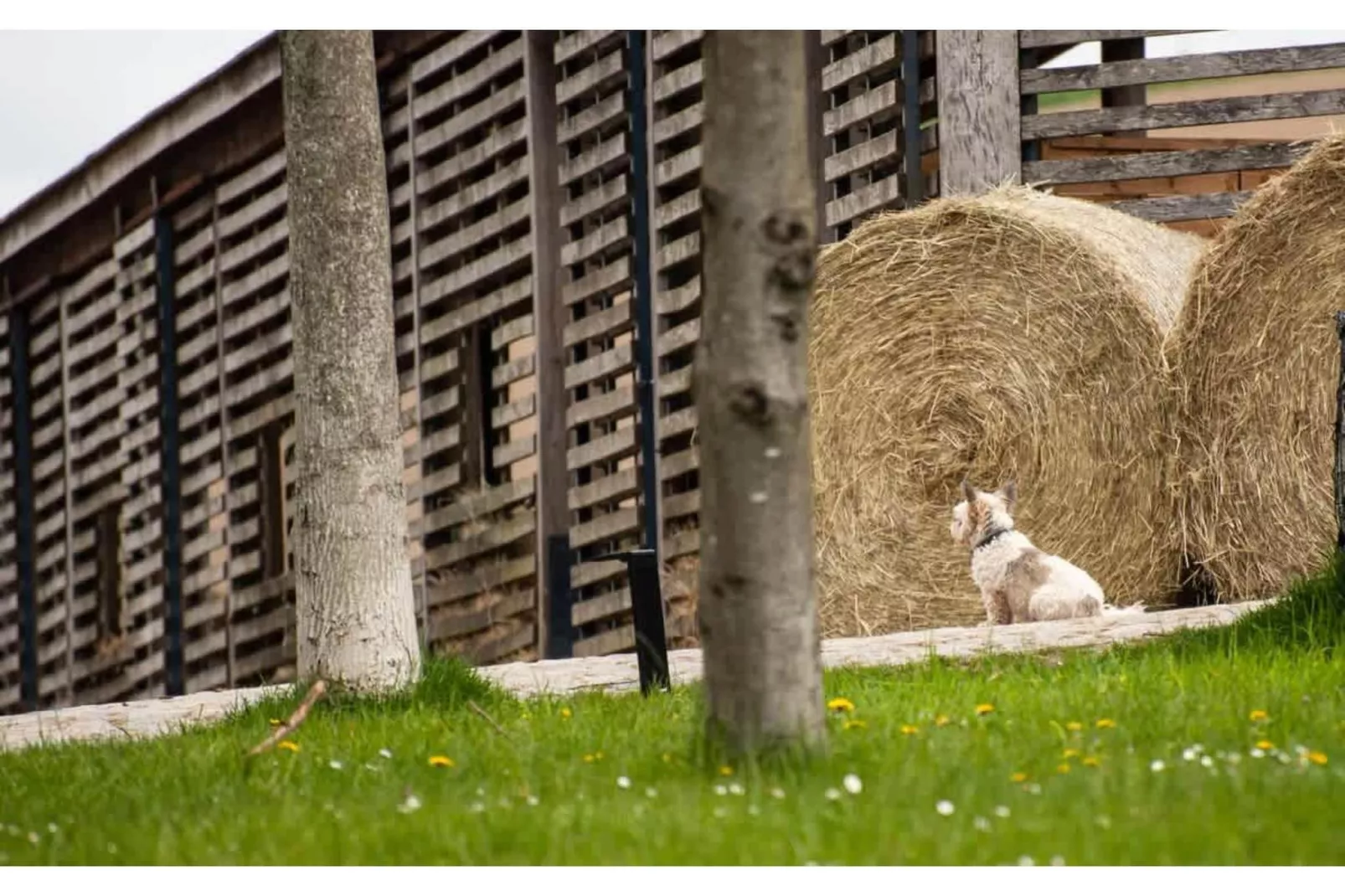 TH3 1P 40€(5) Schulz - Gebieden zomer 1km