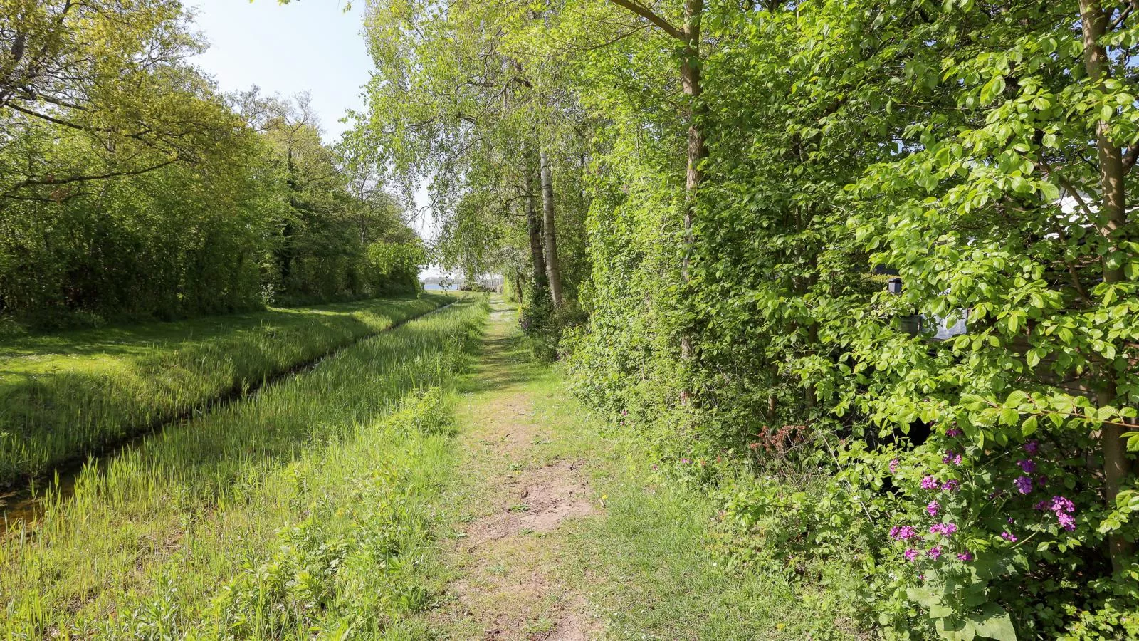 Zilte Iep - Gebieden zomer 1km