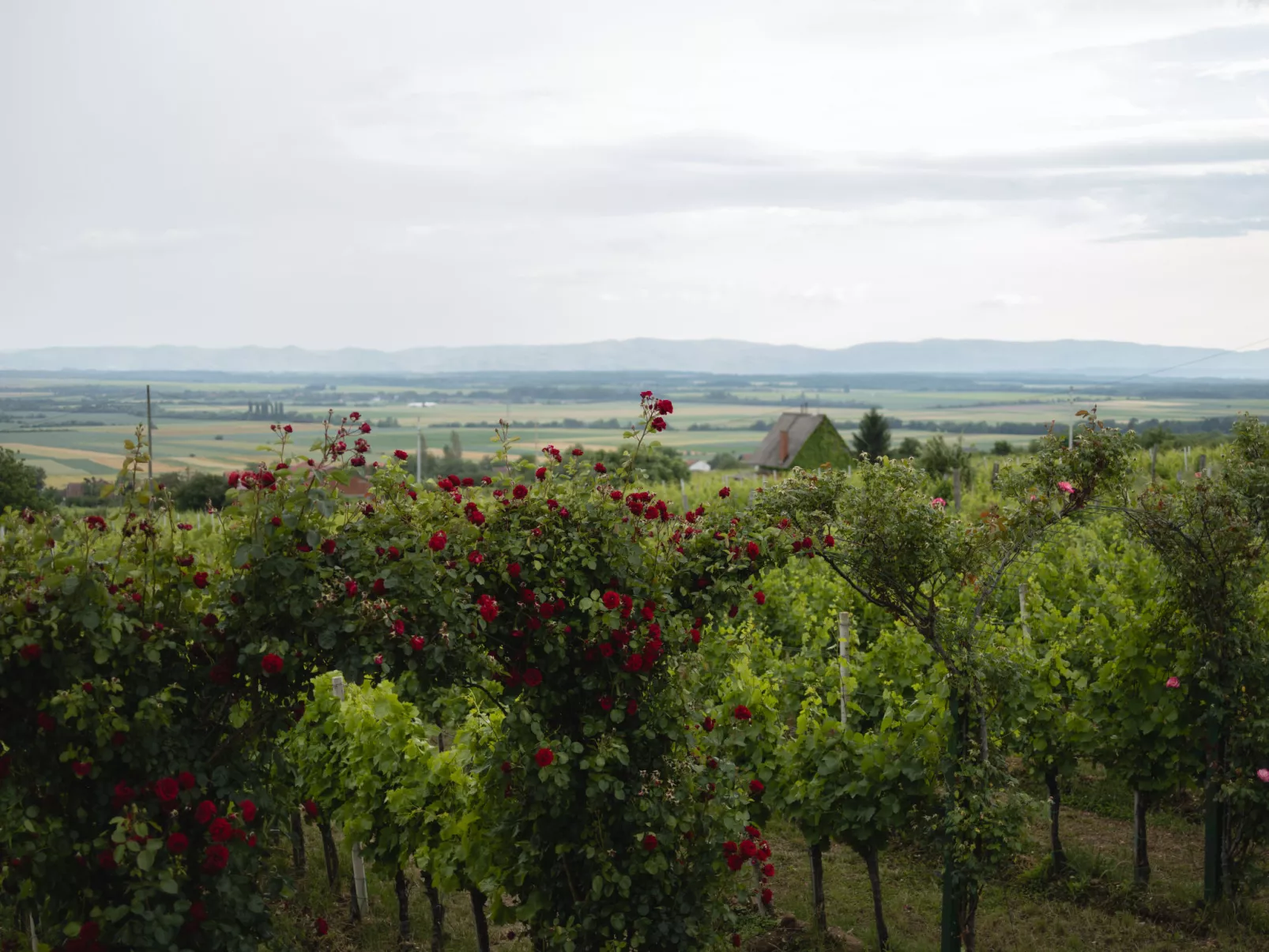 House King`s Hill - Buiten