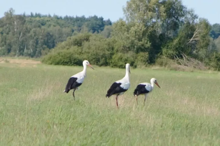 Dom wakacyjny z Klimatem Smołdziński Las - Gebieden zomer 1km