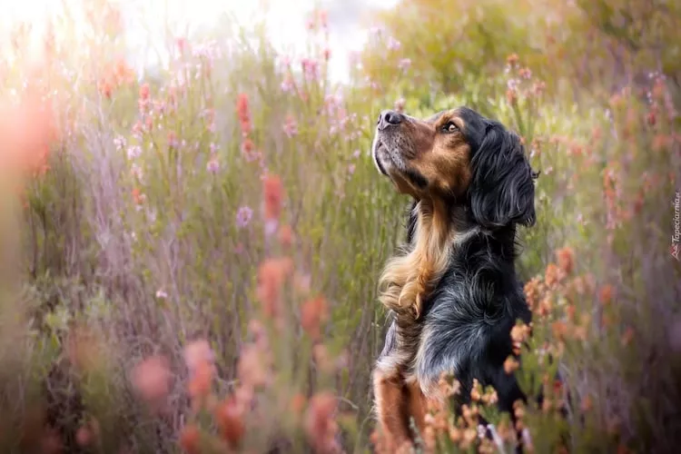 Całoroczny dom wakacyjny w Kopalinie - Gebieden zomer 1km