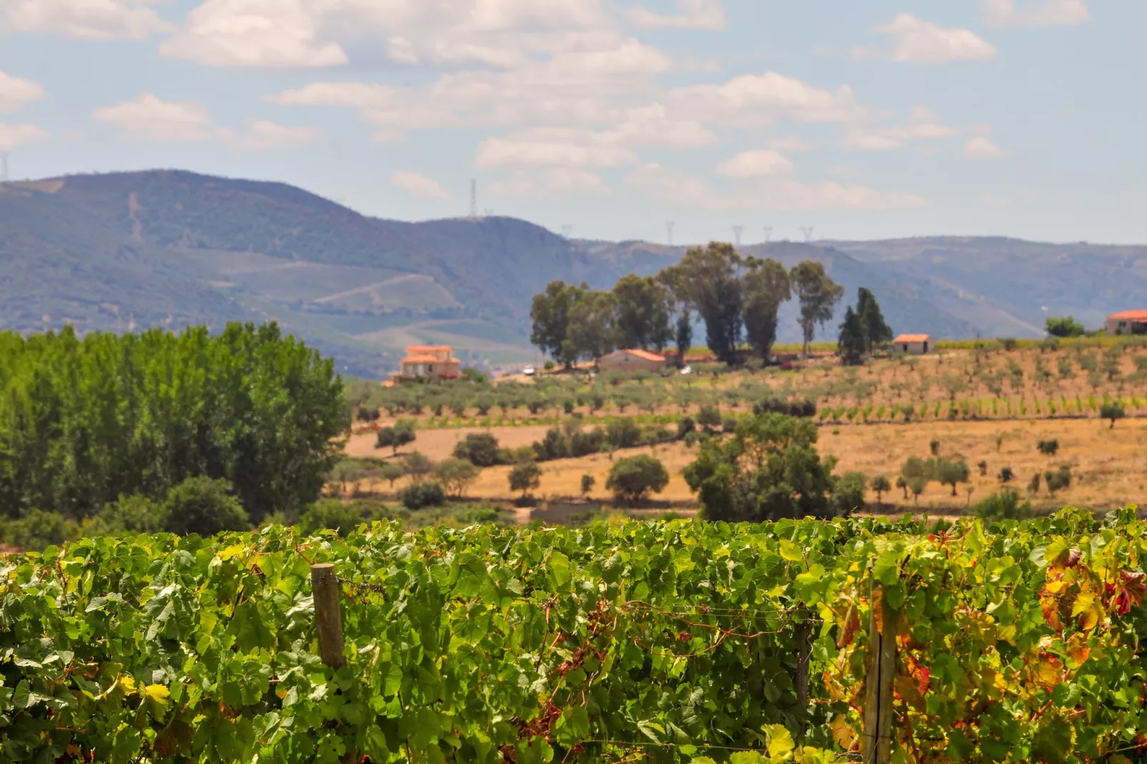 Casa do Curral - Gebieden zomer 1km