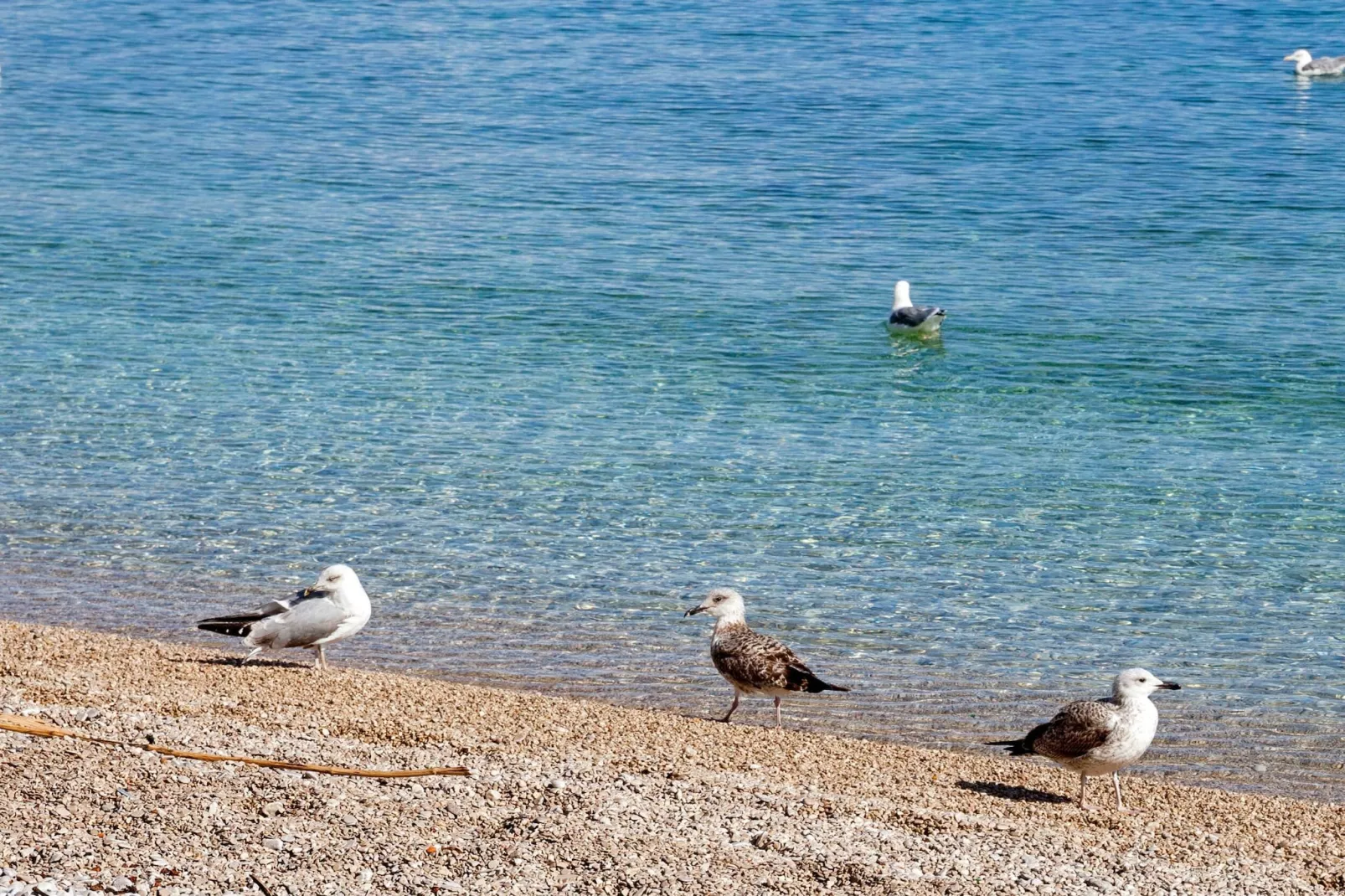 Splendid Beachfront Medveja Apartments - Deluxe Two Bedroom Apartment with Terrace and Sea View - Uitzicht