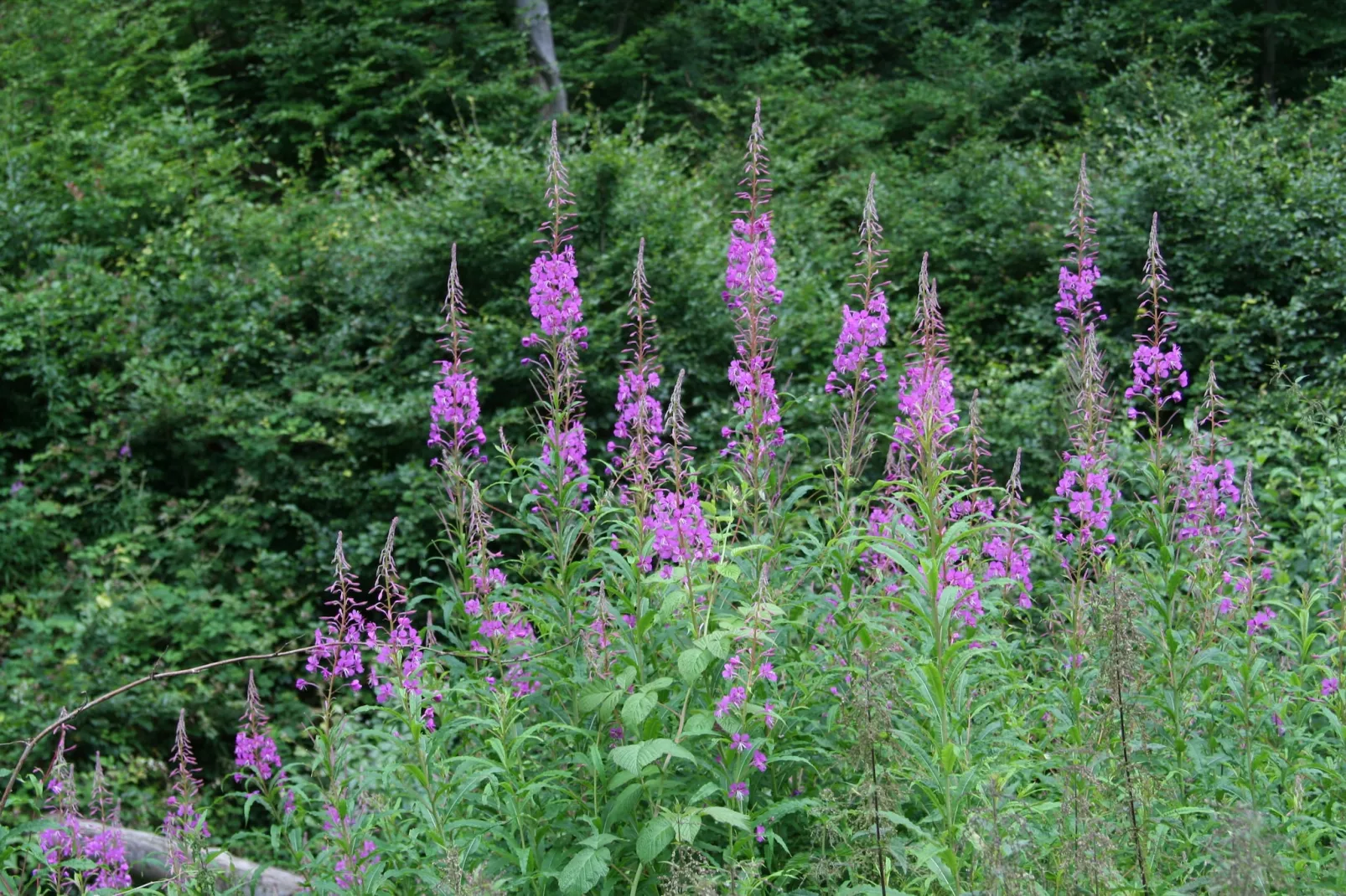 Eifelpark 10 - Gebieden zomer 20km