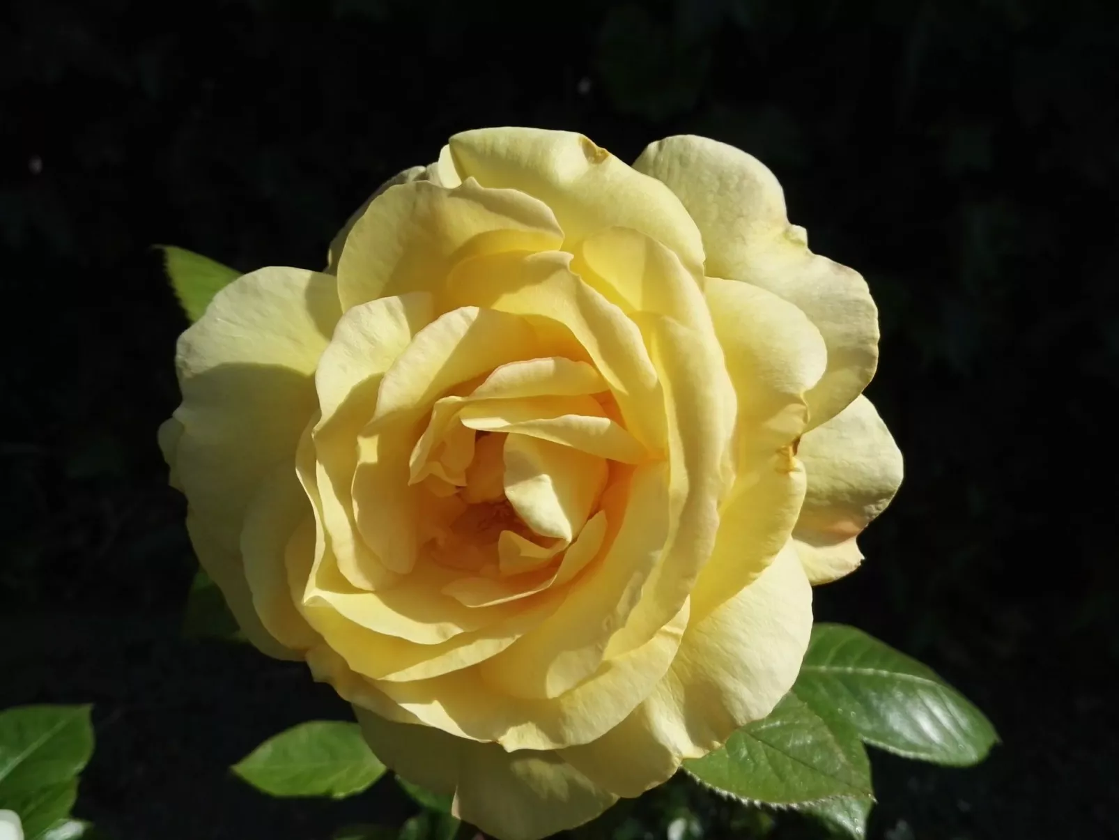 Haus Meeresbrise Wohn.Nr. 7 mit Balkon - Buiten