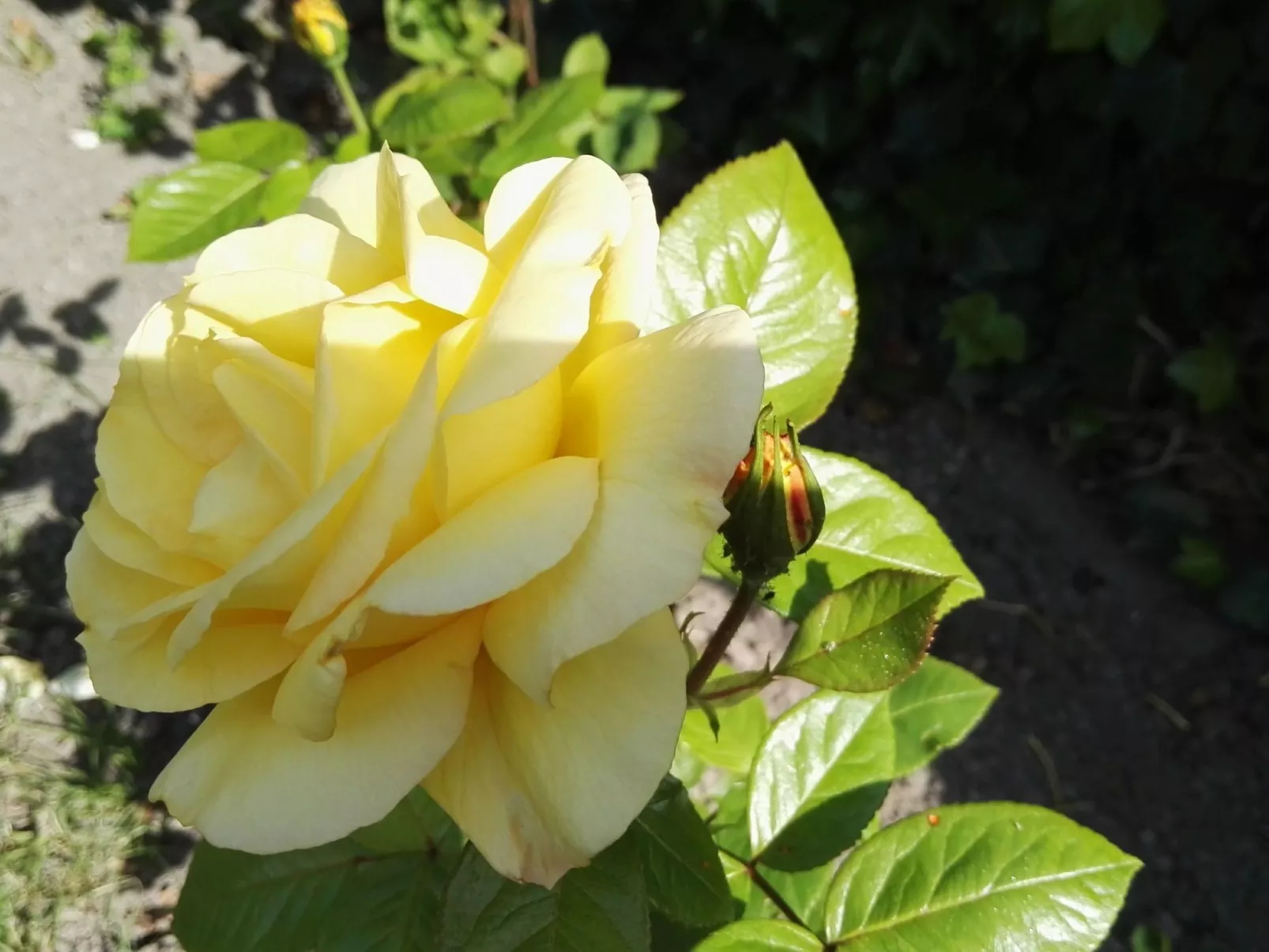 Haus Meeresbrise Wohn. Nr 6 mit Terrasse (copy) (copy) - Buiten