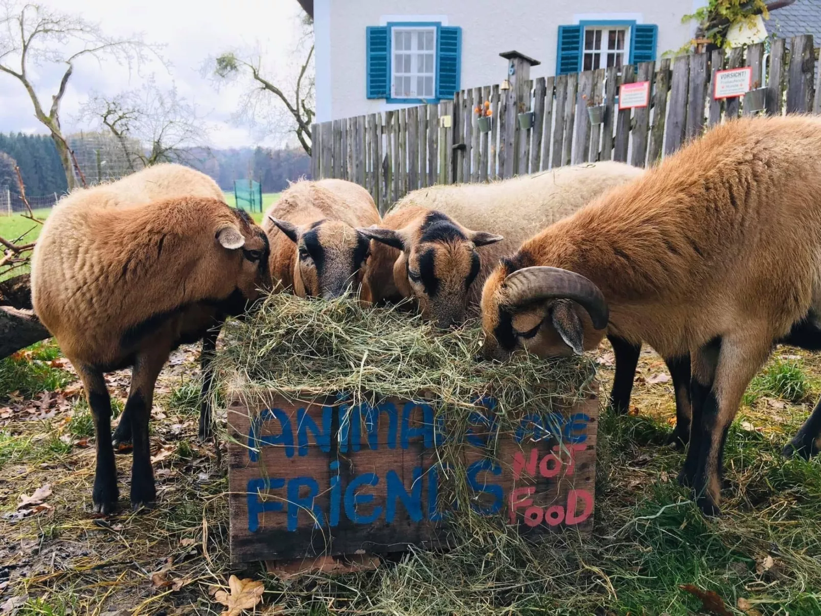 Kellerstöckl am veganen Bio-Lebenshof - Varm - the vegan Farm - Buiten