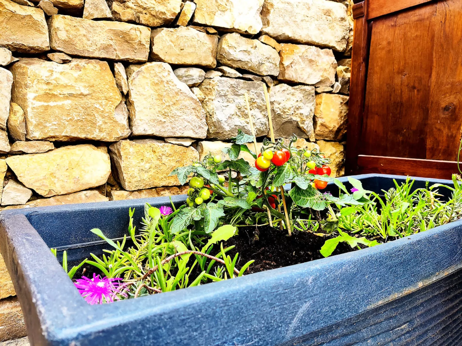 Villa Perroquet - Buiten