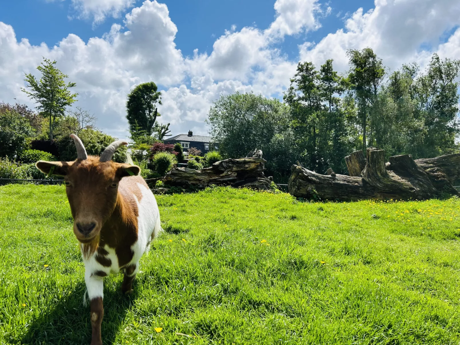 Bungalowpark de Horn - Floresta 215 - Buiten