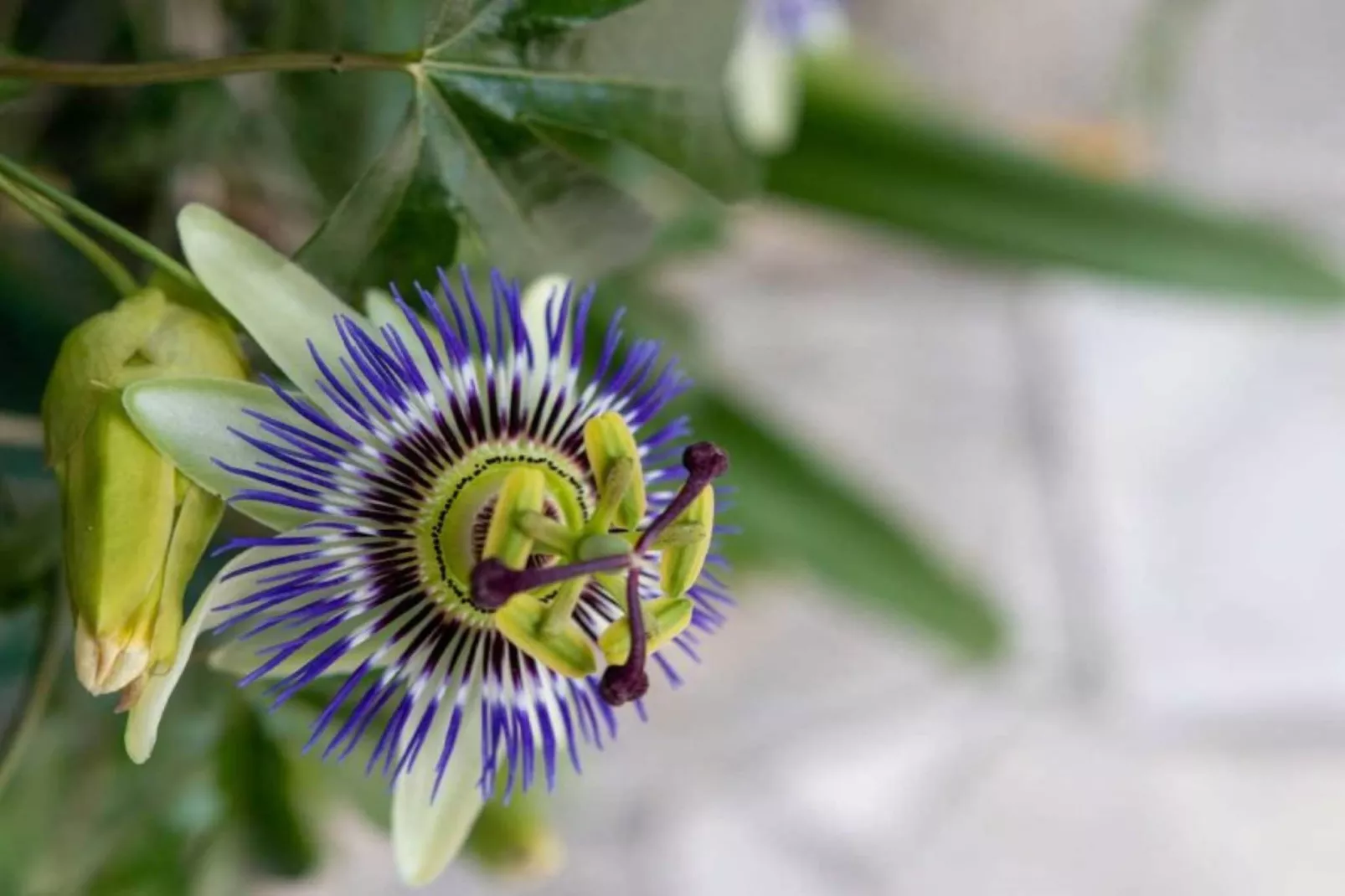 La Maison du Paysan - Sfeer