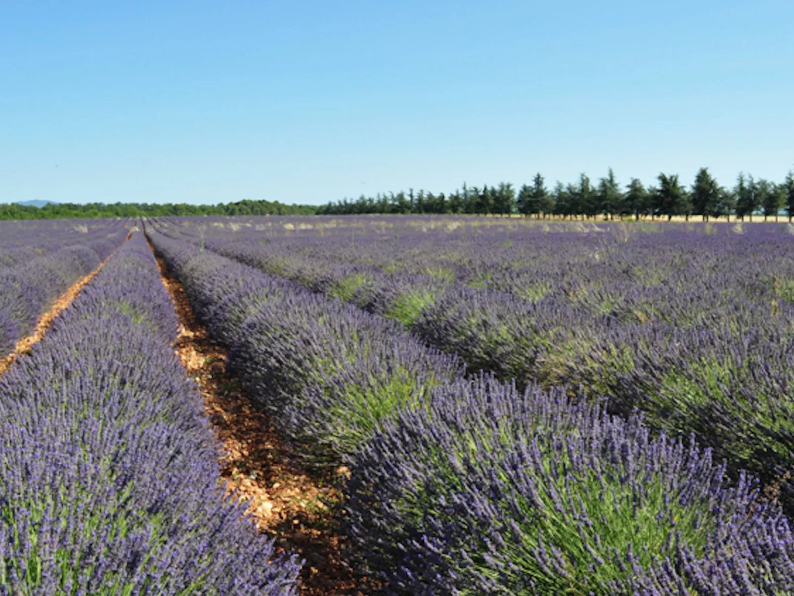 VILLA PINEDE - Buiten