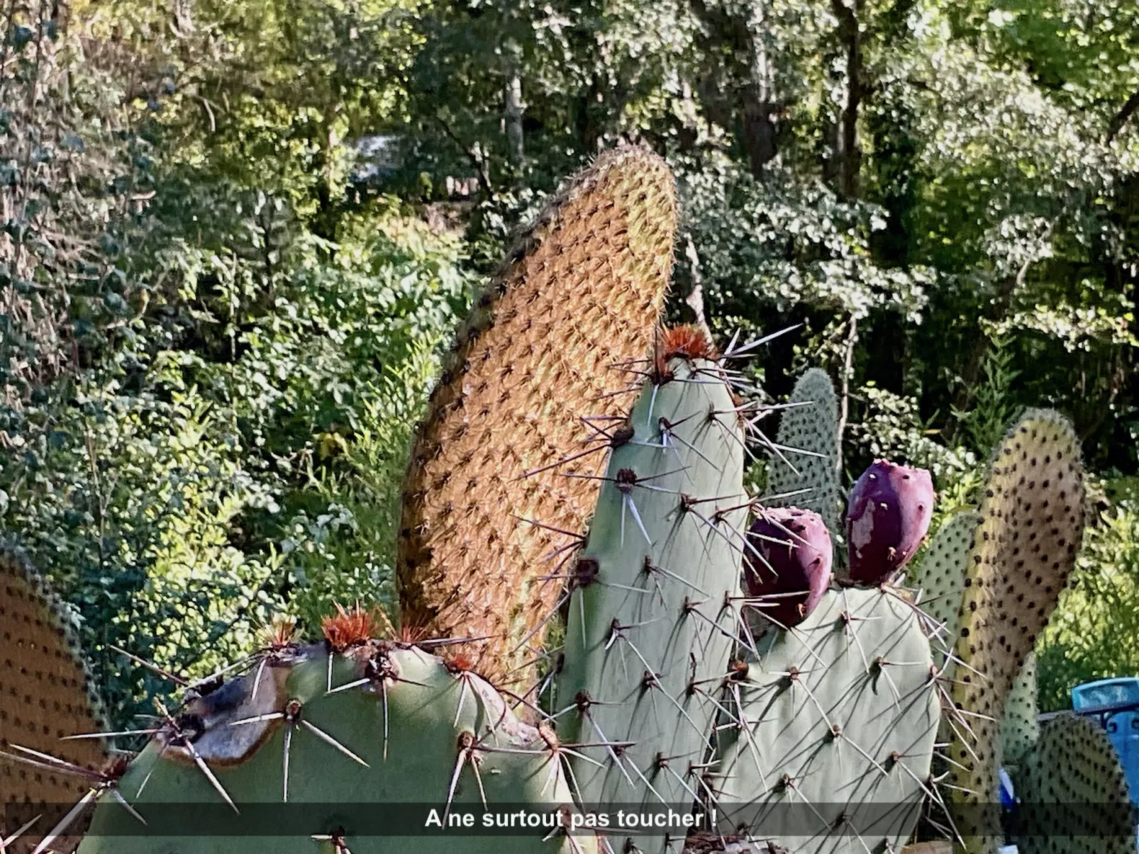 Lou Cigaloun - Buiten