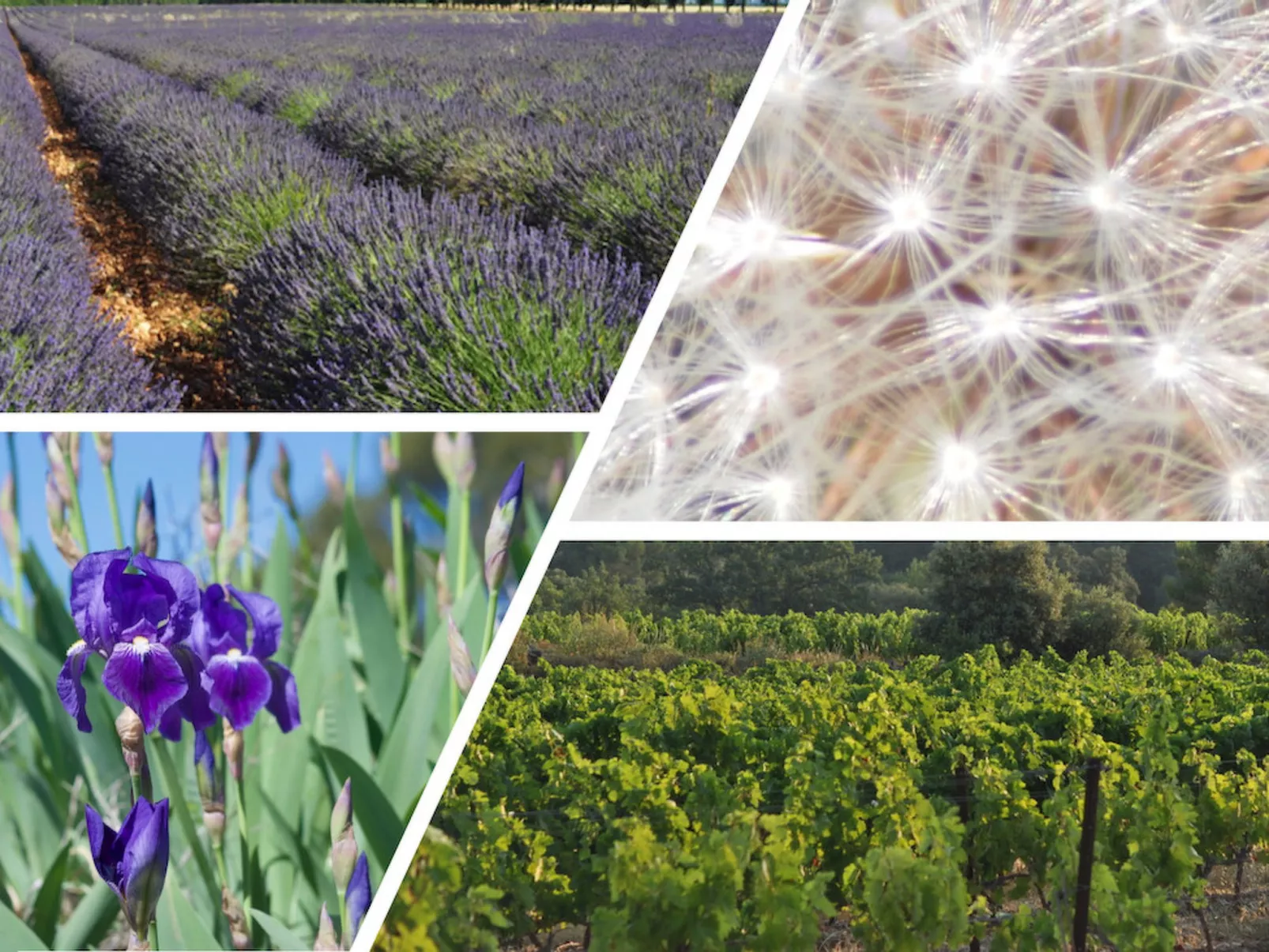 Lou Cigaloun - Buiten