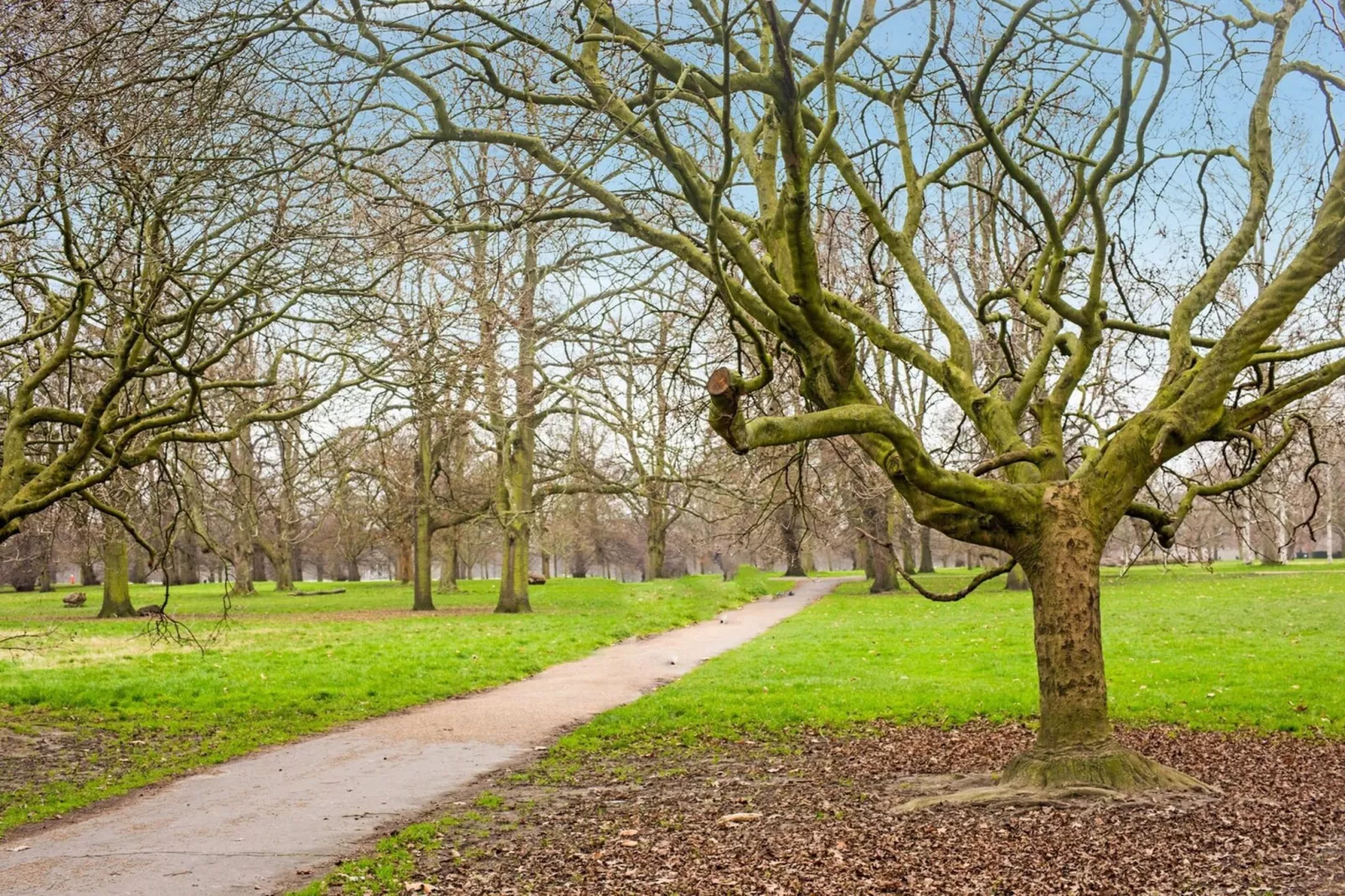 Deluxe Single Room - Tuinen zomer