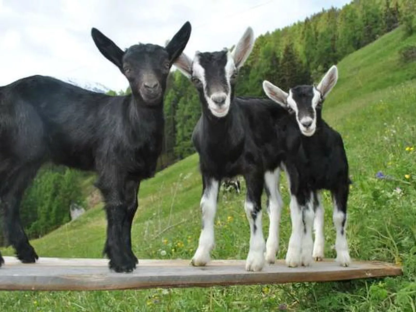 Agrotourismus Pütschai Josom, (Sta. Maria - Santa Maria Val Müstair). - Buiten