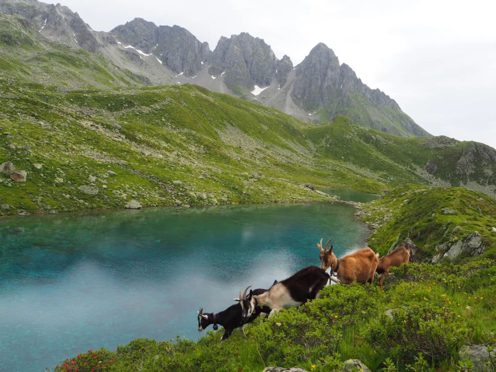 Tegia Veglia / Erlebnisalp Glivers, Sumvitg, (Sumvitg). - Buiten
