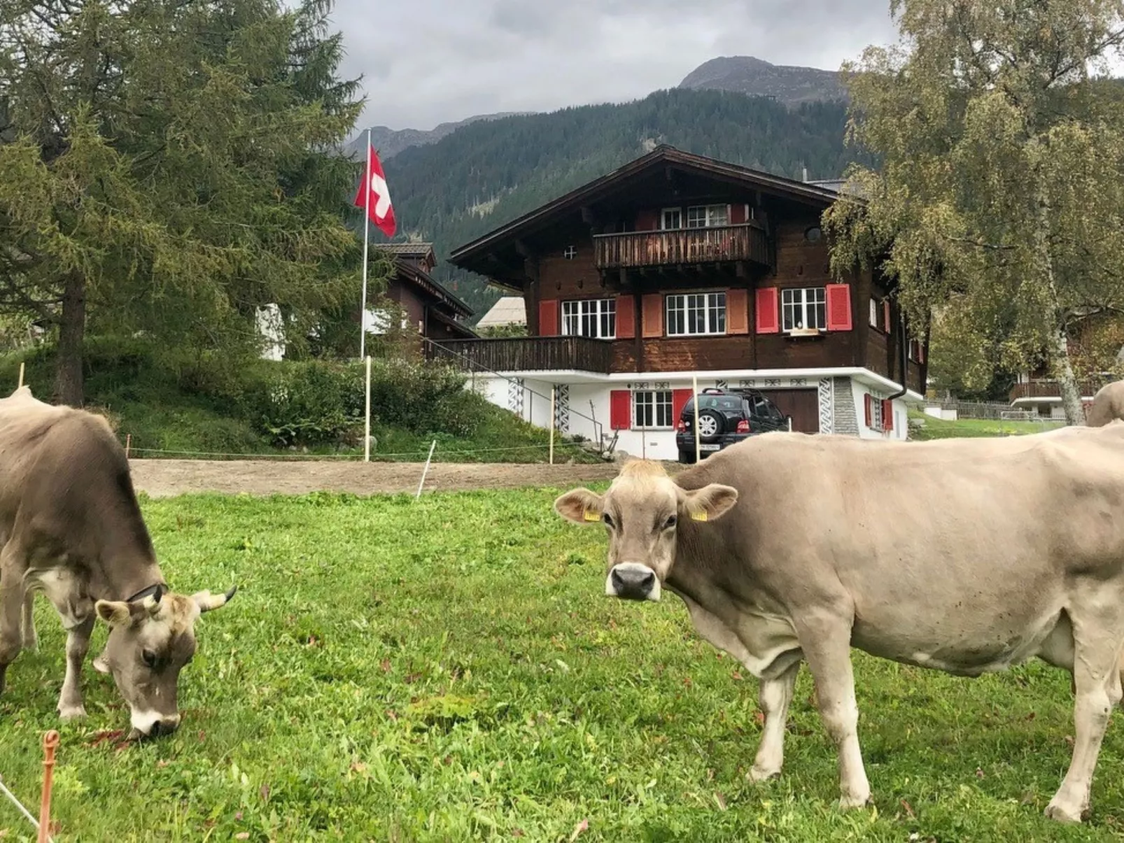 Steiger-Nellen Buretsch, (Segnas/Disentis). - Buiten