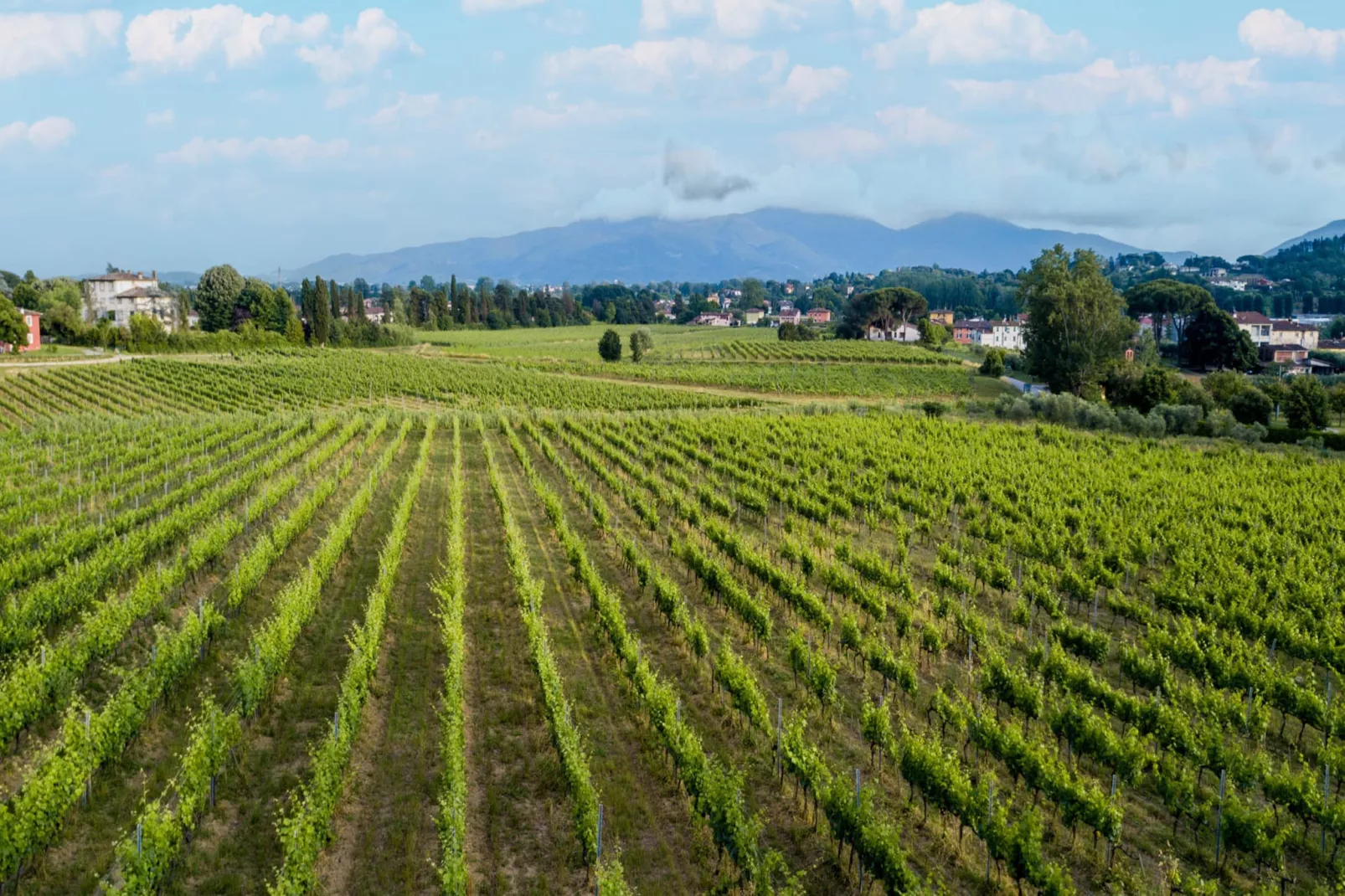 Maria Farmhouse Apartment in Wine Resort in Lucca - Buitenkant zomer