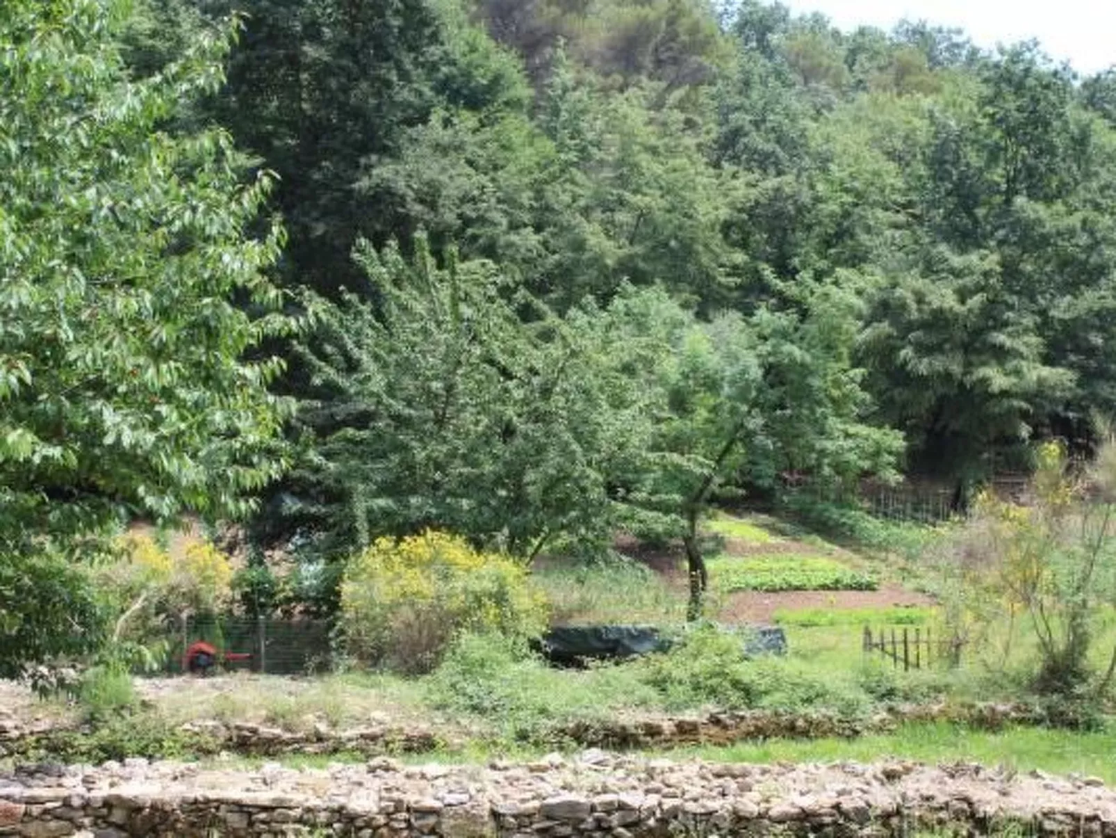 Kirschbäume, eine Oase im Wald zwischen Meer und Natur - Buiten