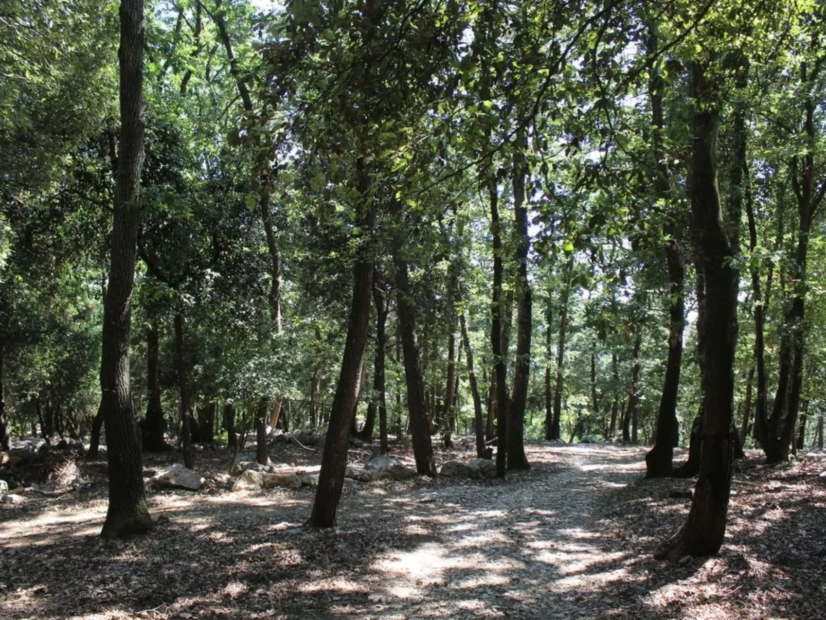 Kirschbäume, eine Oase im Wald zwischen Meer und Natur - Buiten