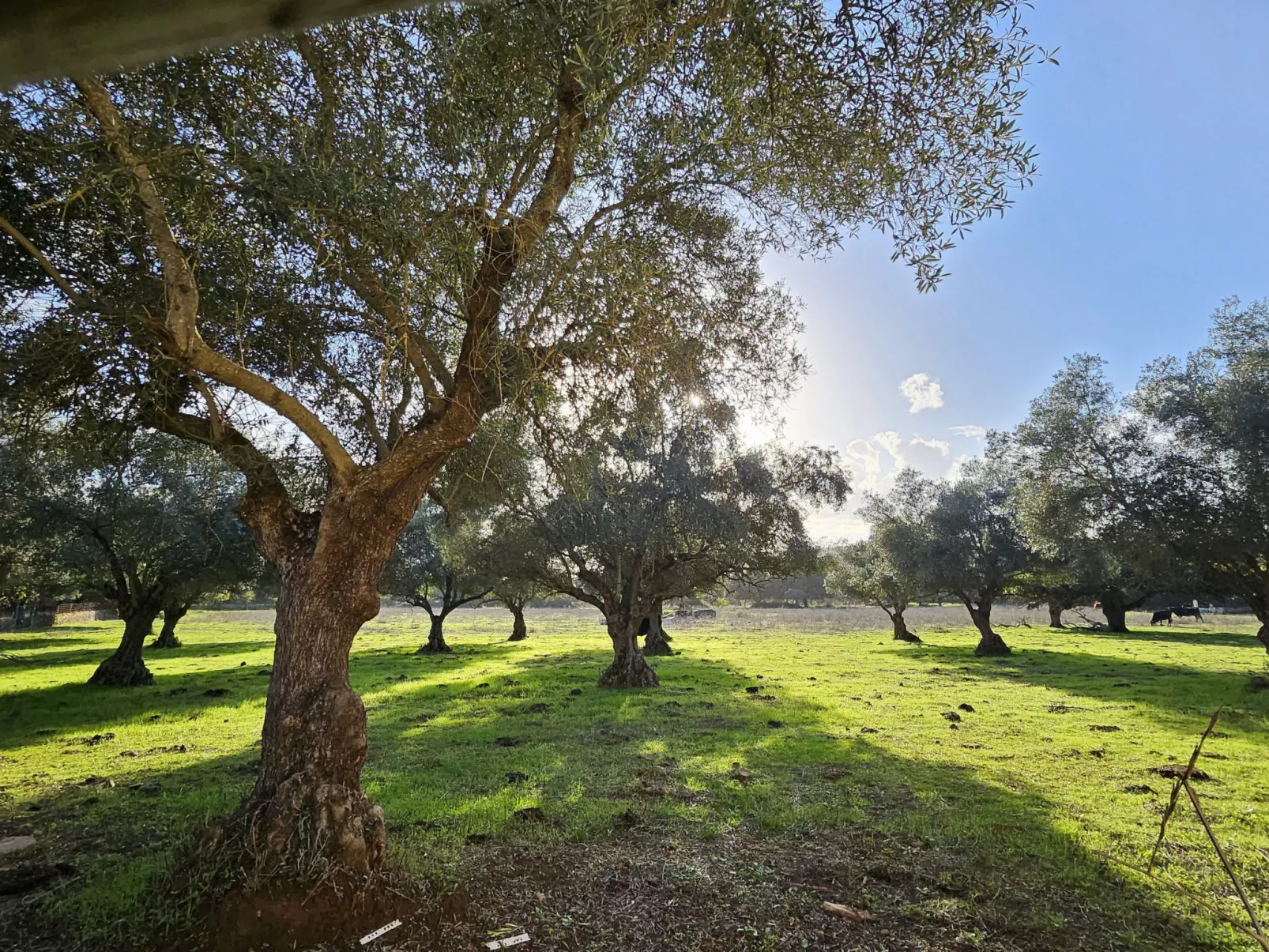 FINCA EL ALAMO - BARCARROTA - Buiten