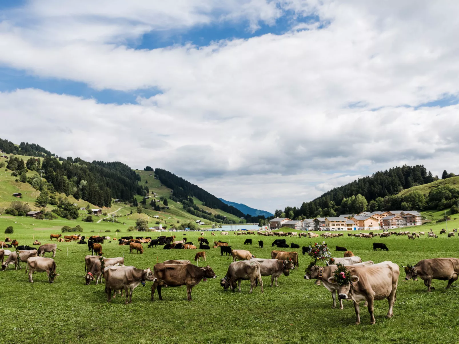 Alpina Schmed, Brigels, (Breil/Brigels), 65002B - Omgeving