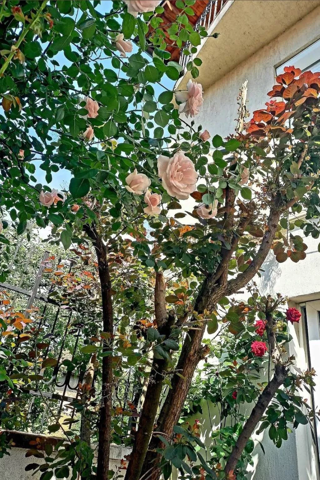 Geräumiges Ferienhaus mit kleinem Garten, nur fünf Gehminuten vom bekannten Bas - Buiten