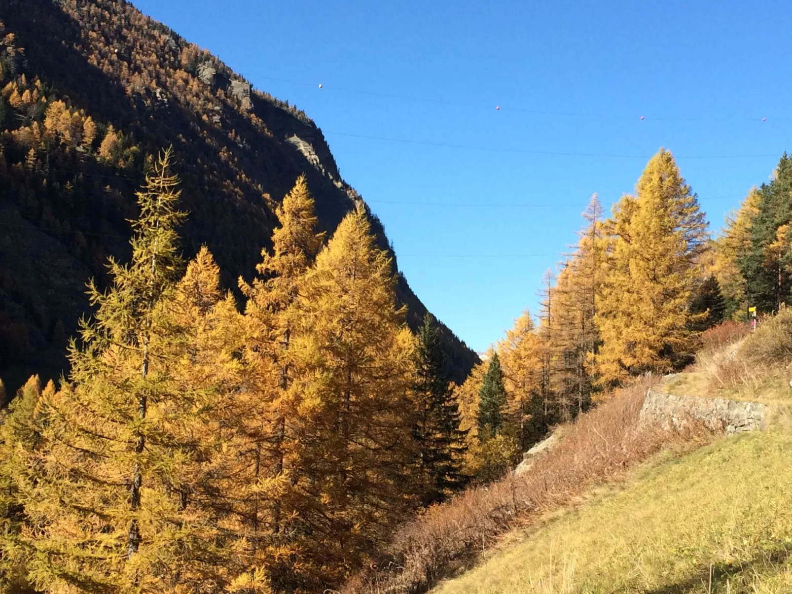 Alpenstern Distel-Buiten