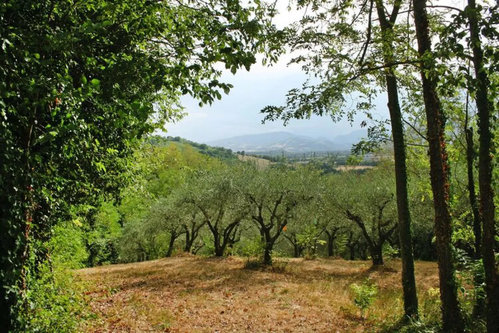 Holiday home dei Pavoni Montemaggiore con Piscina privata-Tuinen zomer