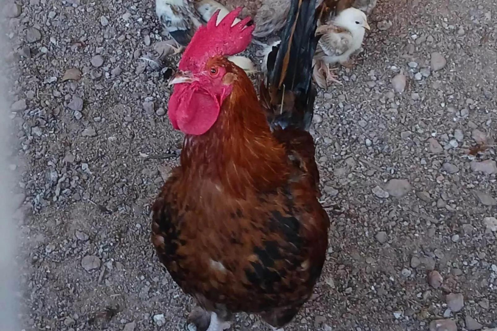 Mas Set Rengs 1-Sfeer