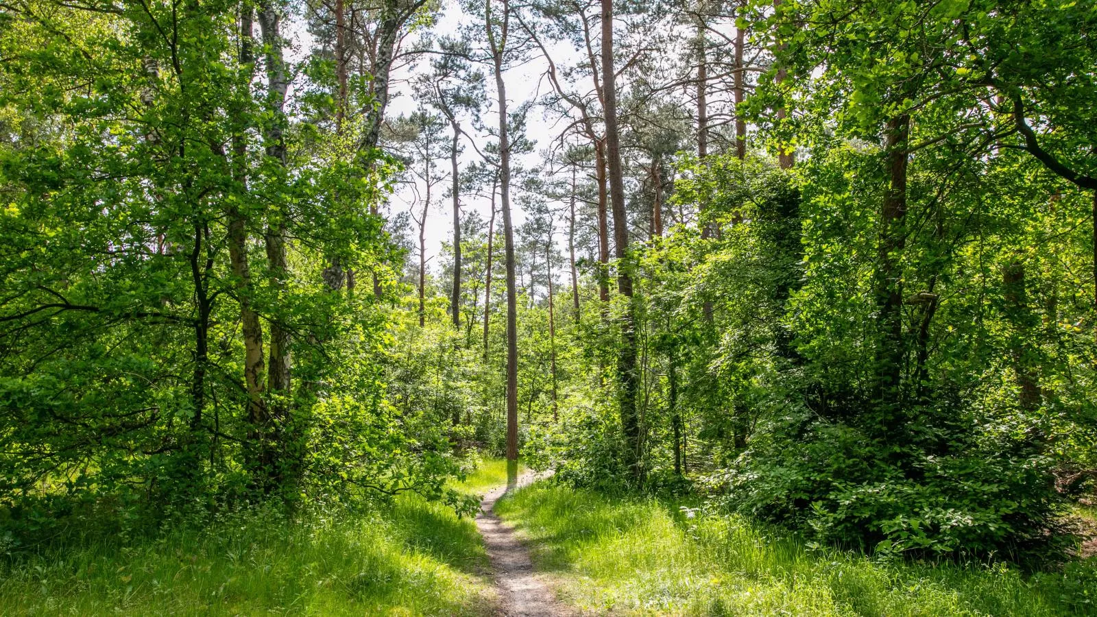 Mos-Gebieden zomer 1km