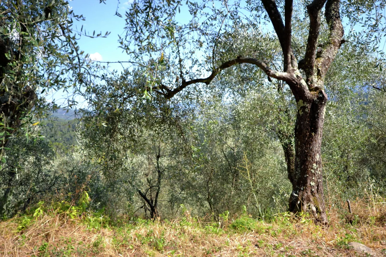 Angie-Gebieden zomer 5km