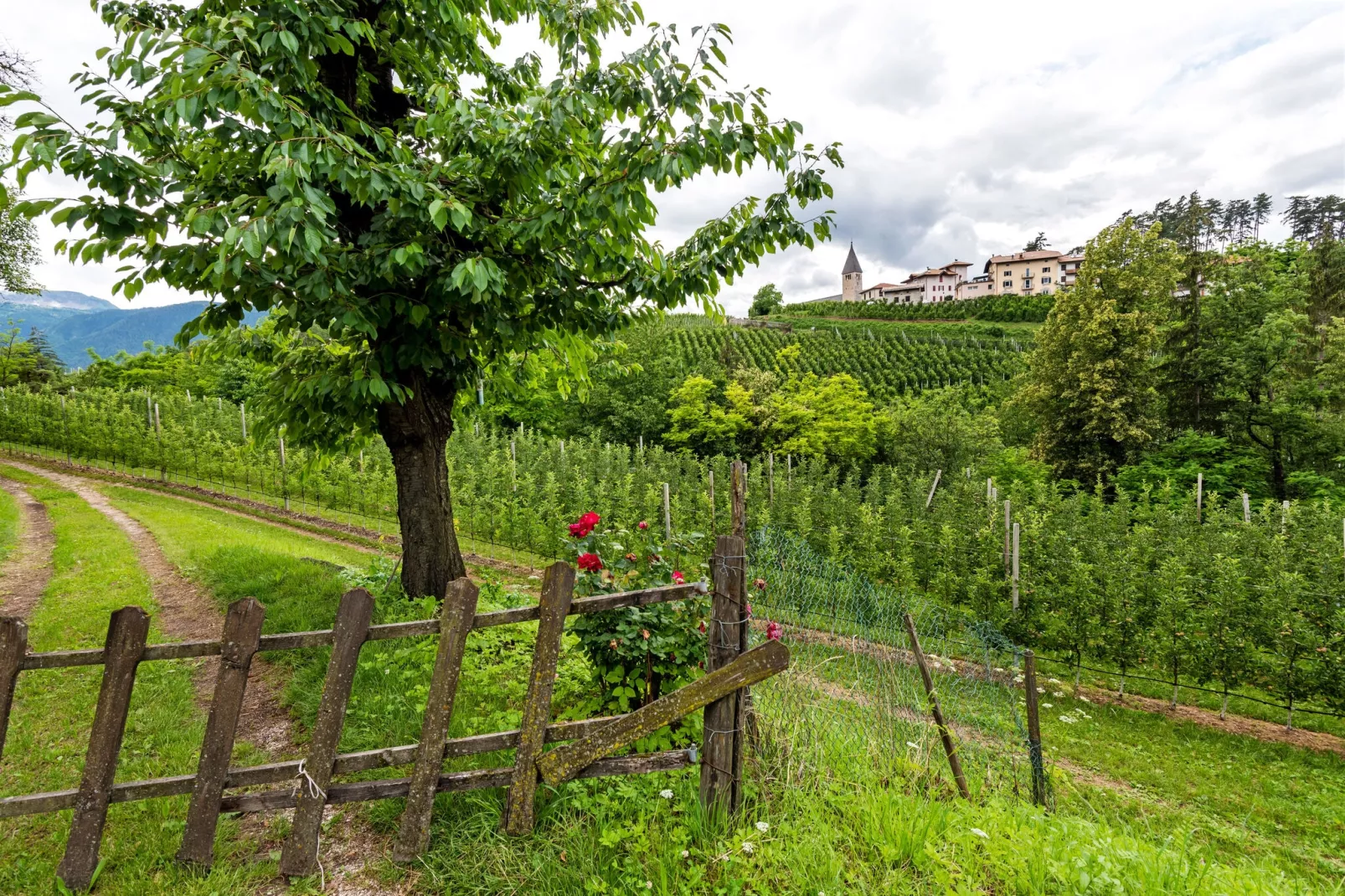Golden Delicious-Gebieden zomer 1km