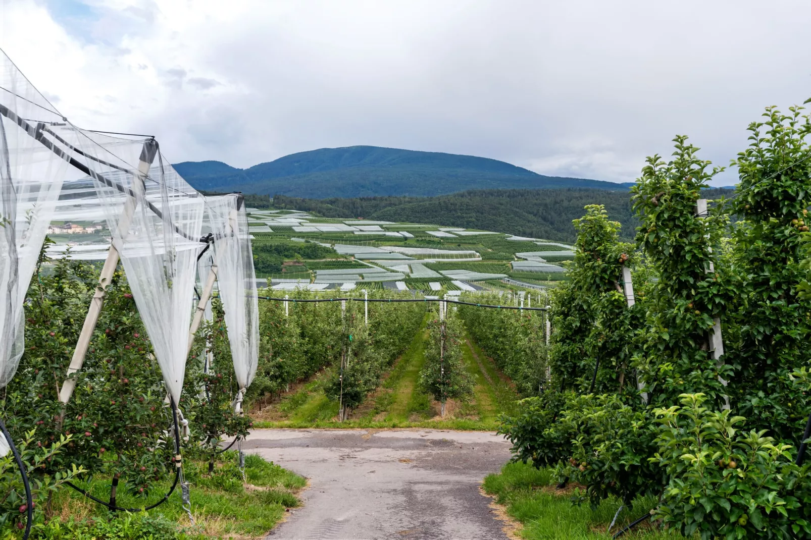 Golden Delicious-Gebieden zomer 5km