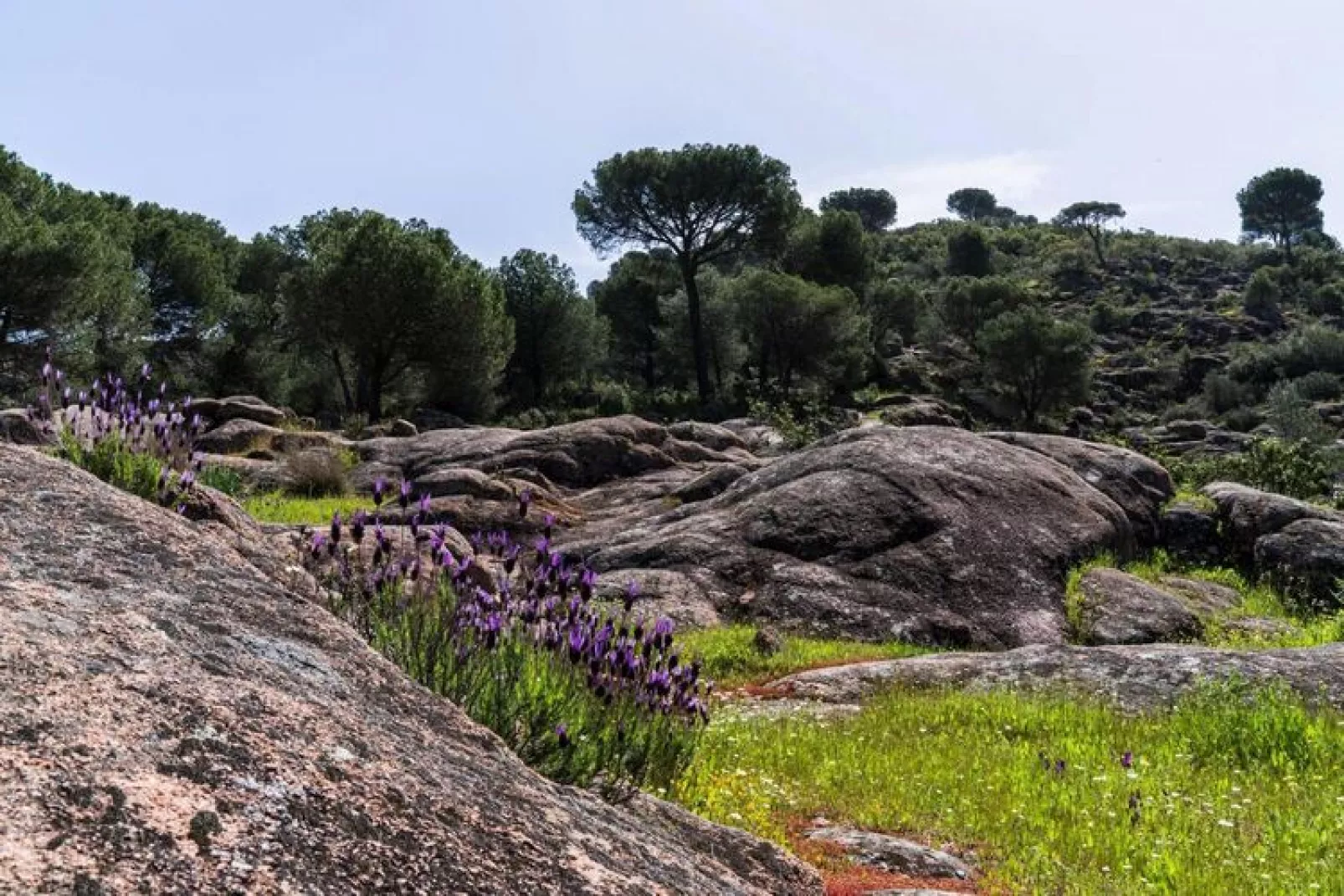 FH in las Jaras - CT 119 CO 6PAX-Gebieden zomer 1km