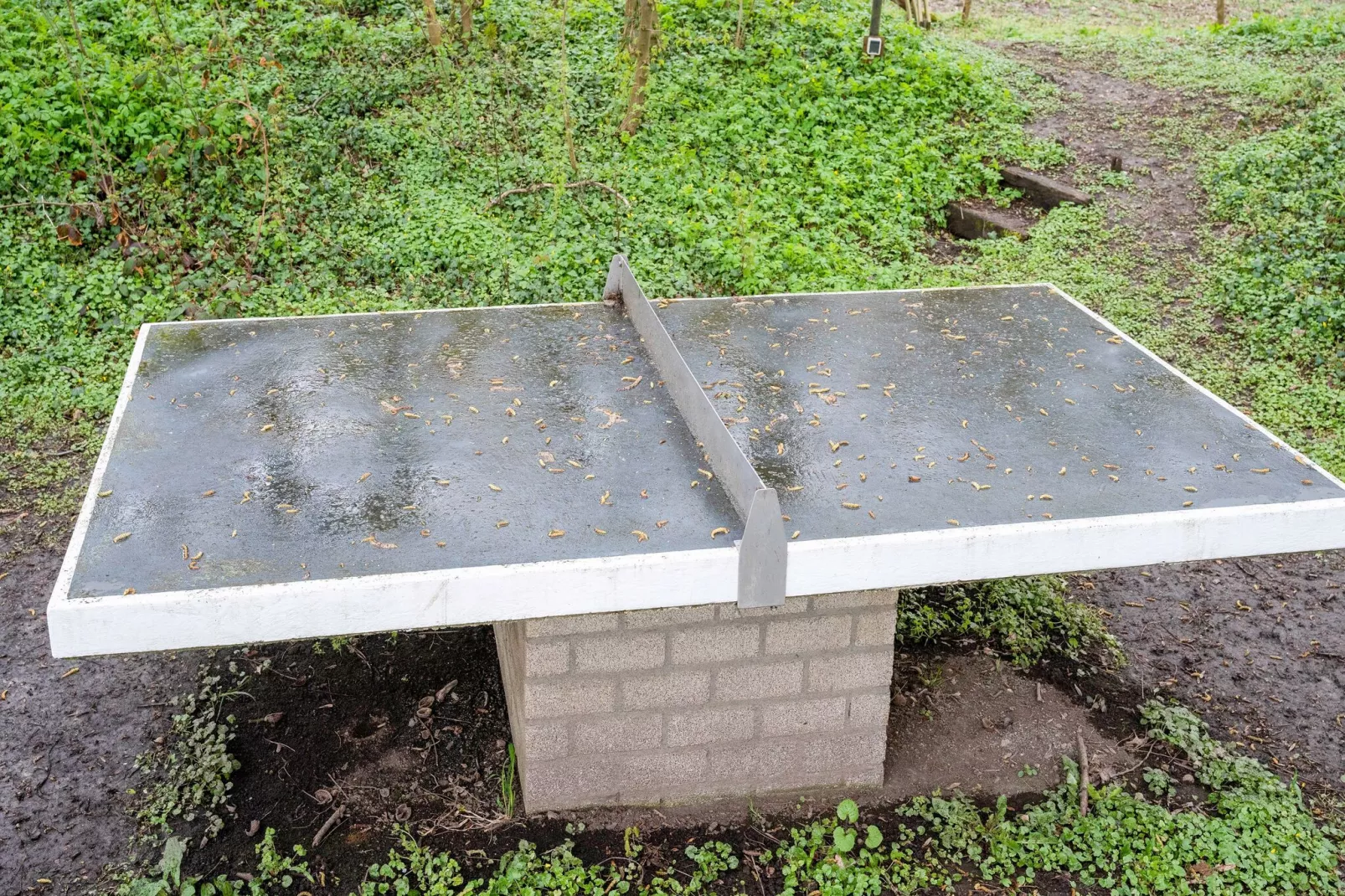 De Wingerd 10P