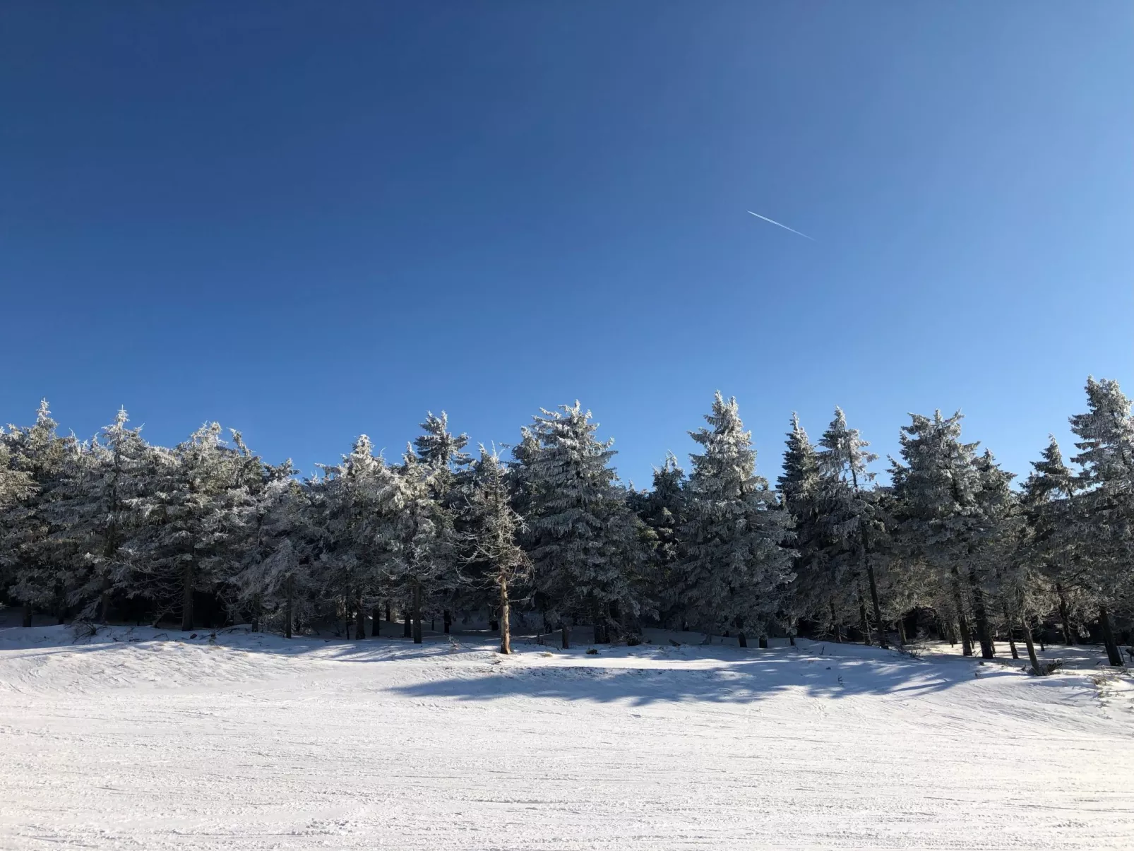 Forest +sauna-Omgeving