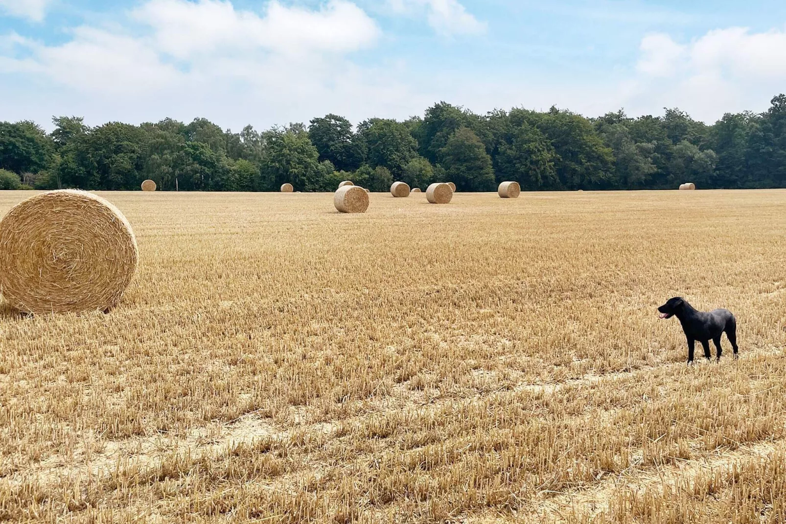 4 sterren vakantie huis in SÖLVESBORG-By Traum-Buitenlucht