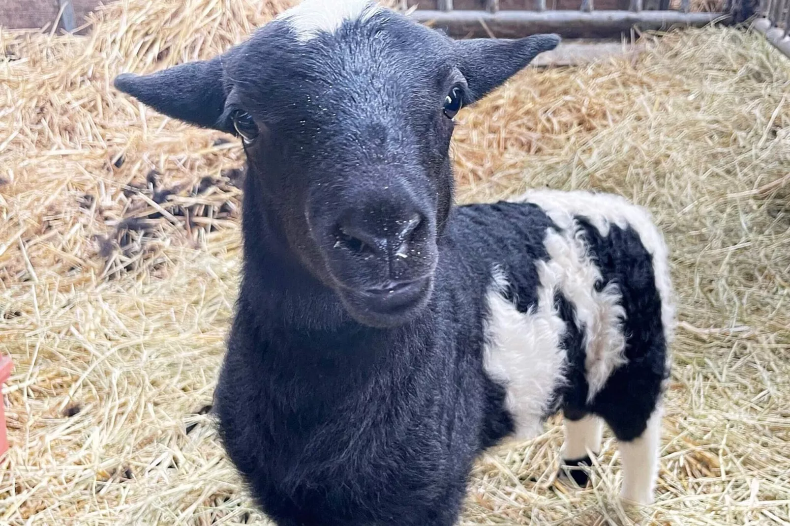 4 sterren vakantie huis in SÖLVESBORG-By Traum-Buitenlucht