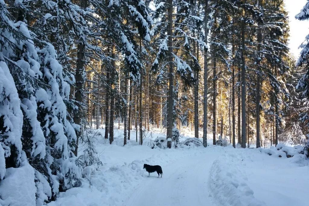 394157-Gebied winter 5km